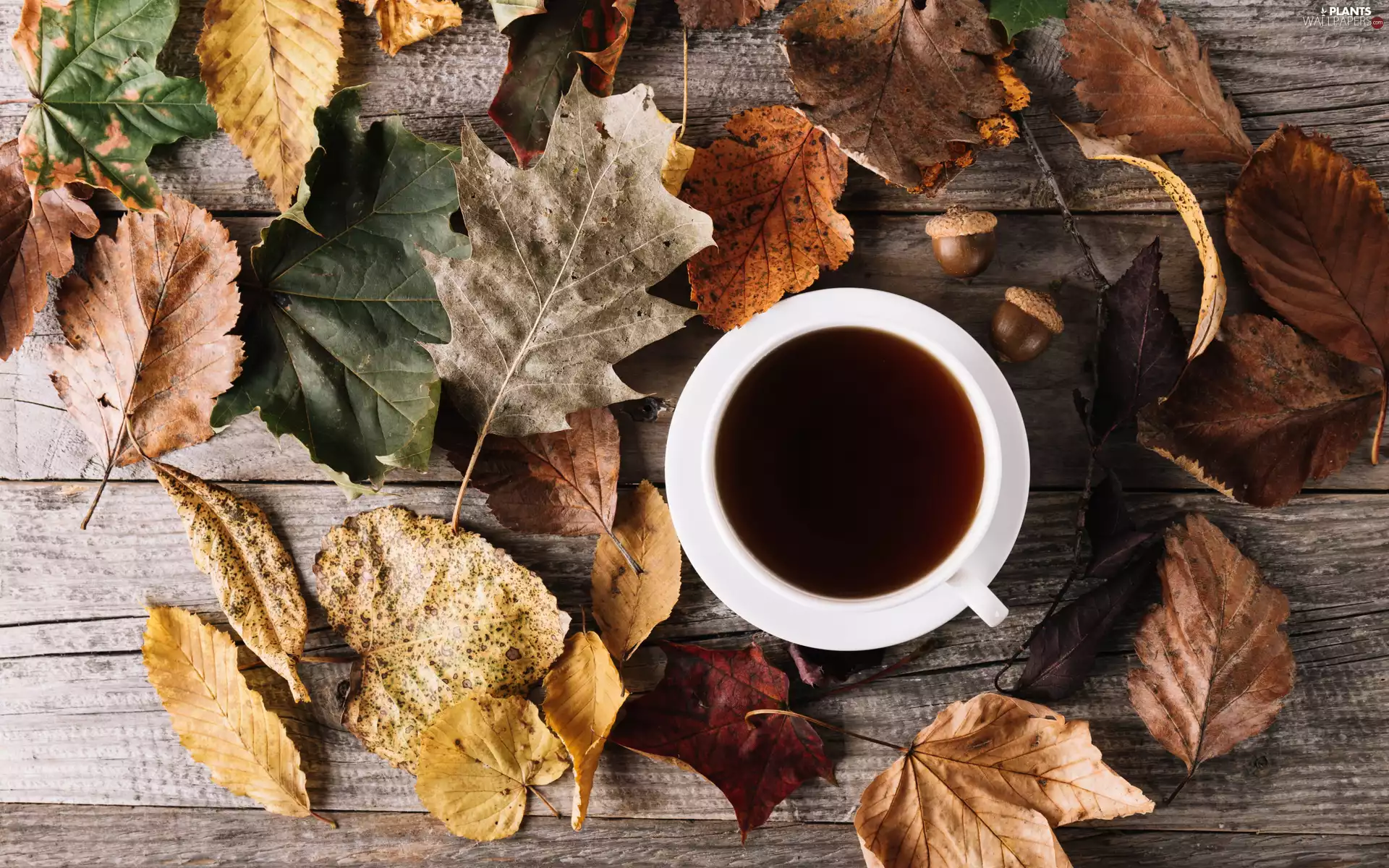 coffee, Acorns, Leaf, cup, autumn