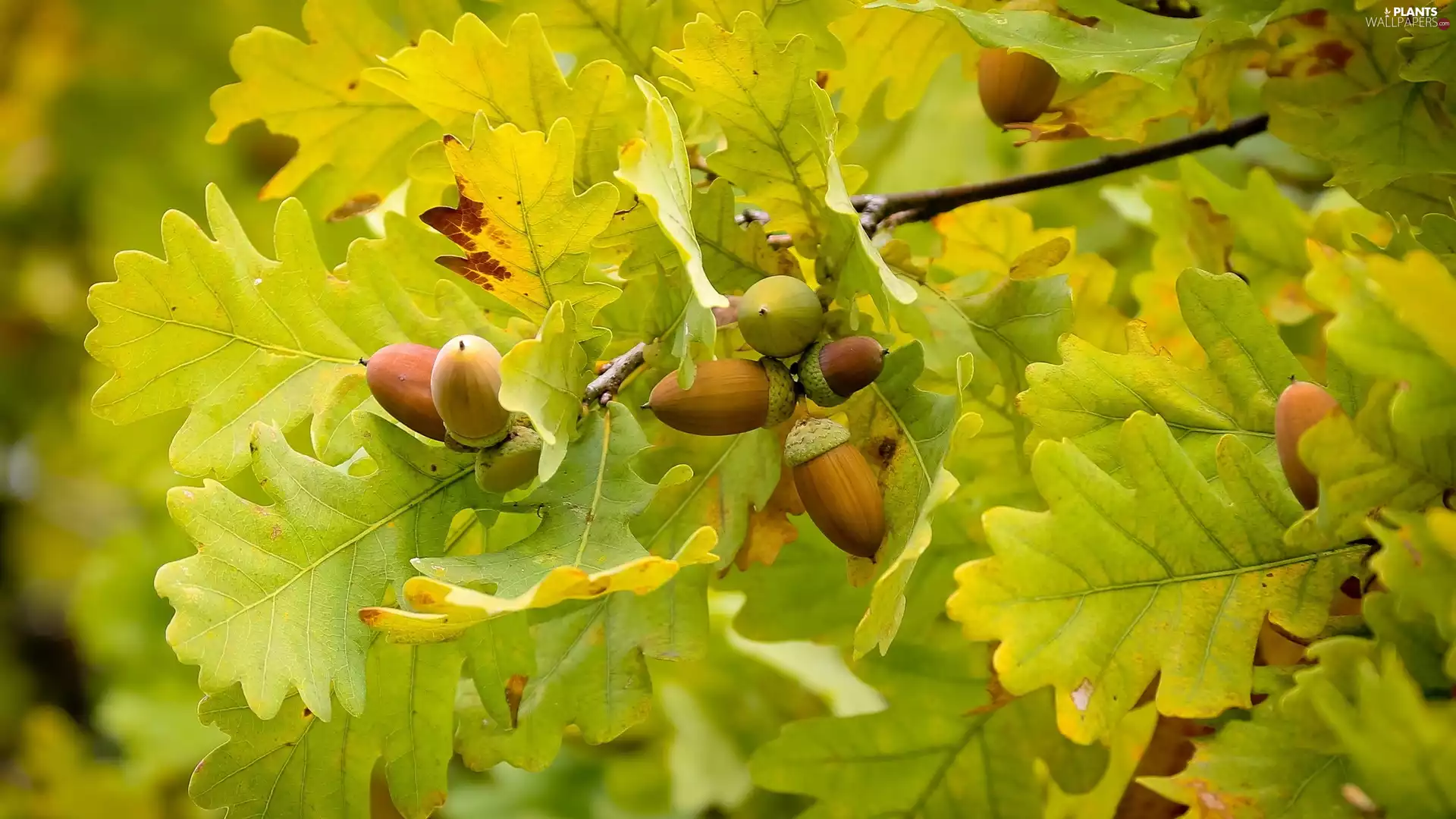 Acorns, Leaf