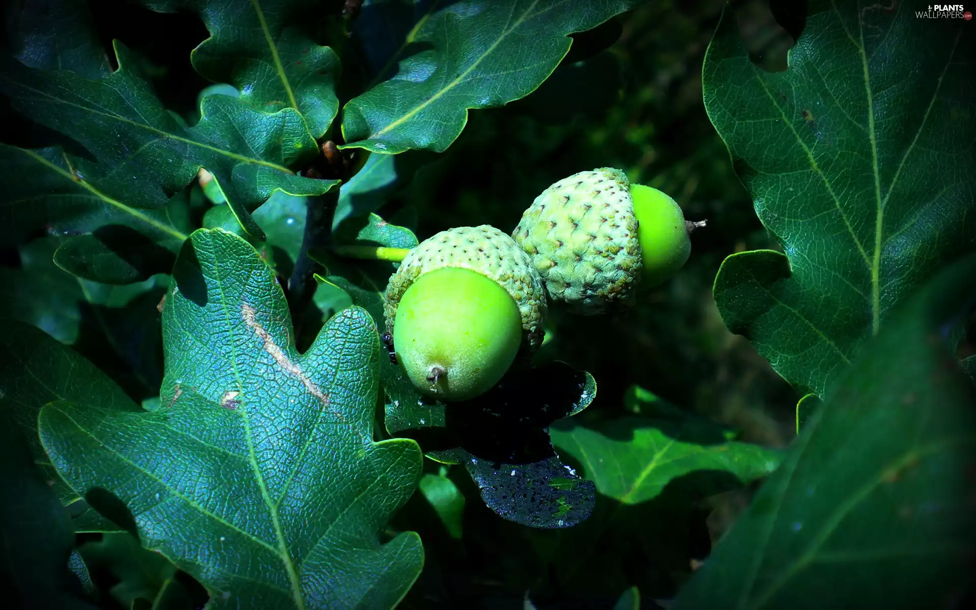 Acorns, Leaf, oak