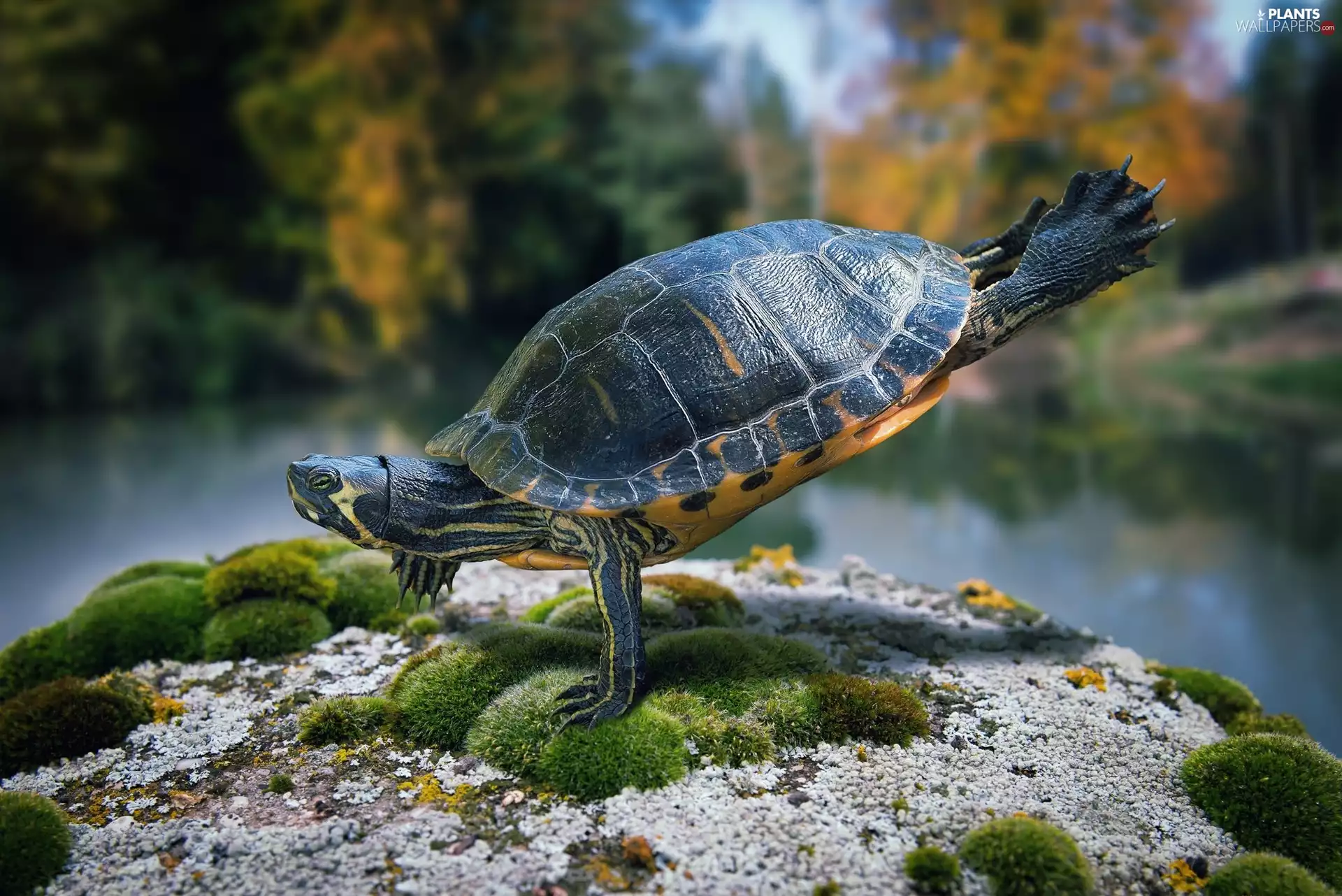 turtle, Stone, Moss, acrobat