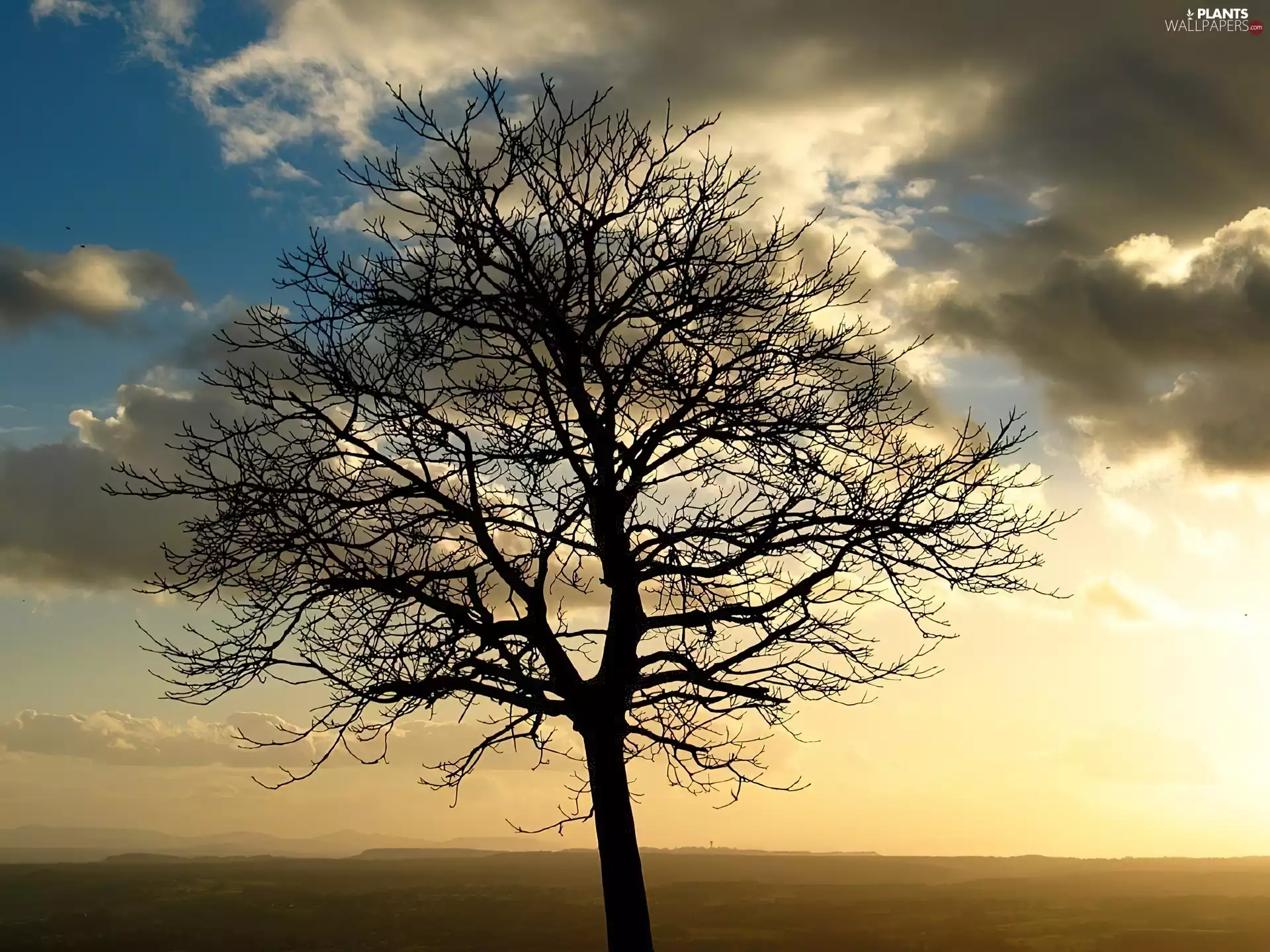 advection, trees, Fog
