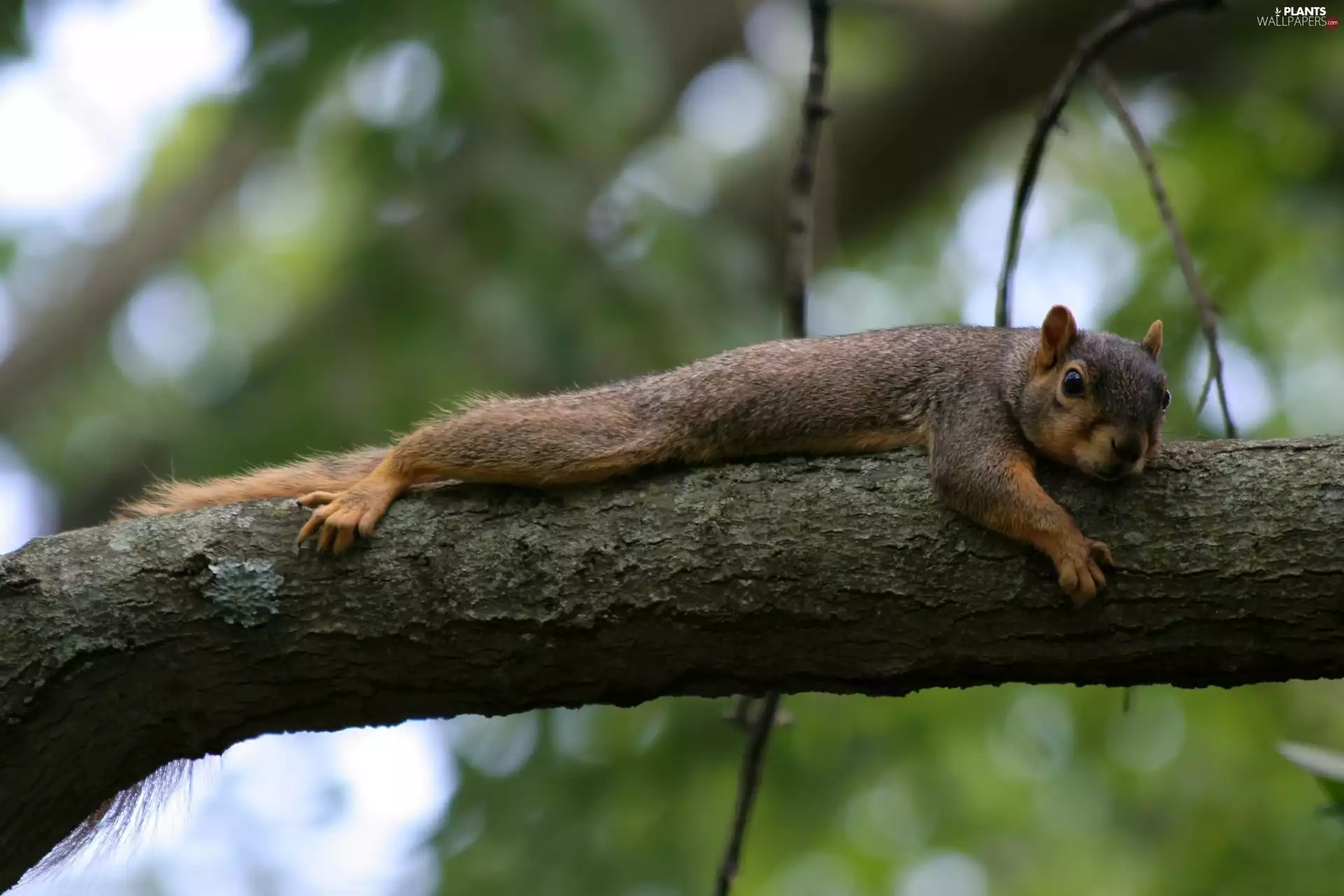 aging, squirrel, trees