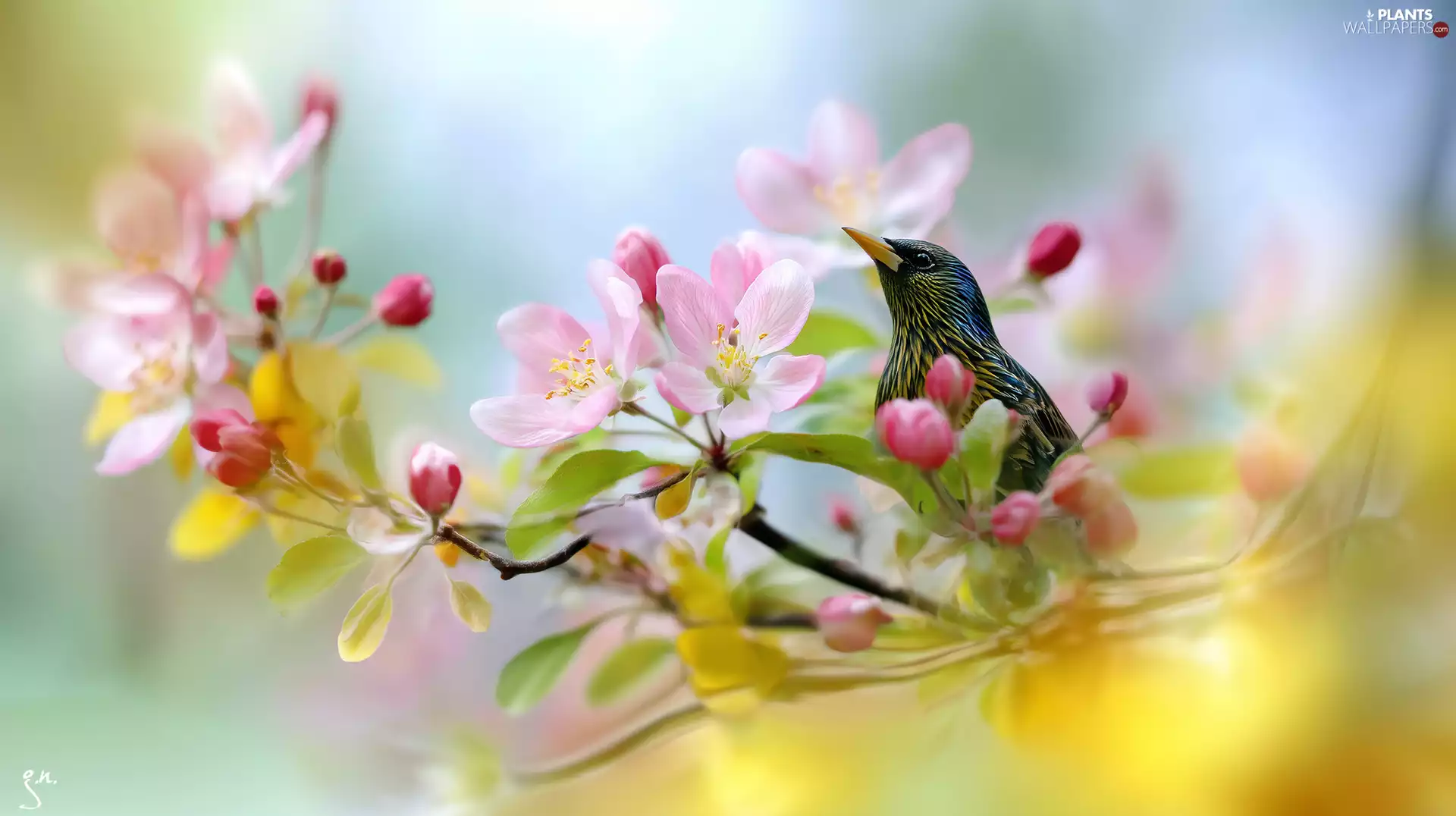 Flowers, starling, graphics, Pink, Bird, Fruit Tree, Ai