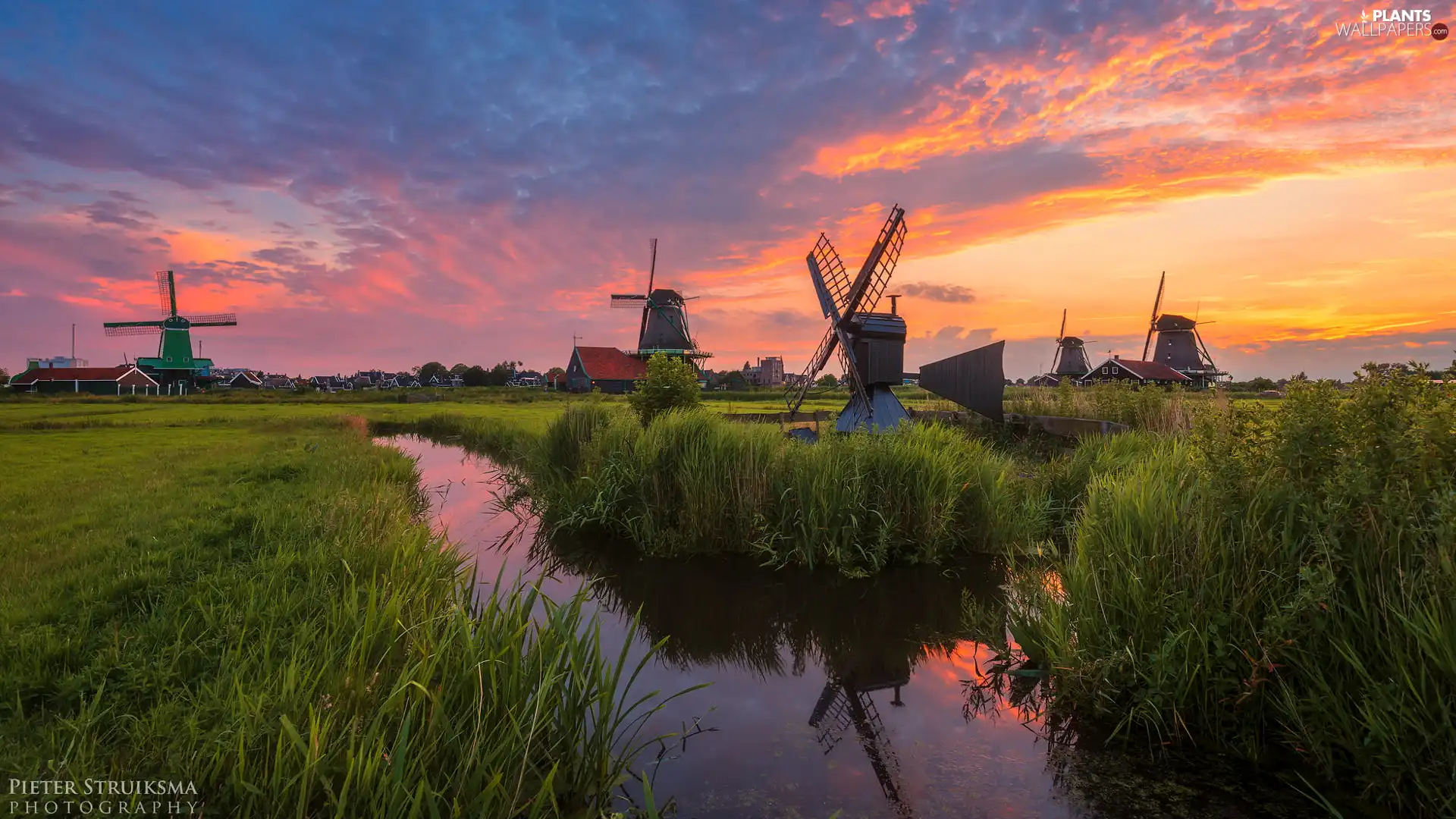 Great Sunsets, grass, Zaandam, Windmills, River, Zaanse Schans Open Air Museum, Netherlands