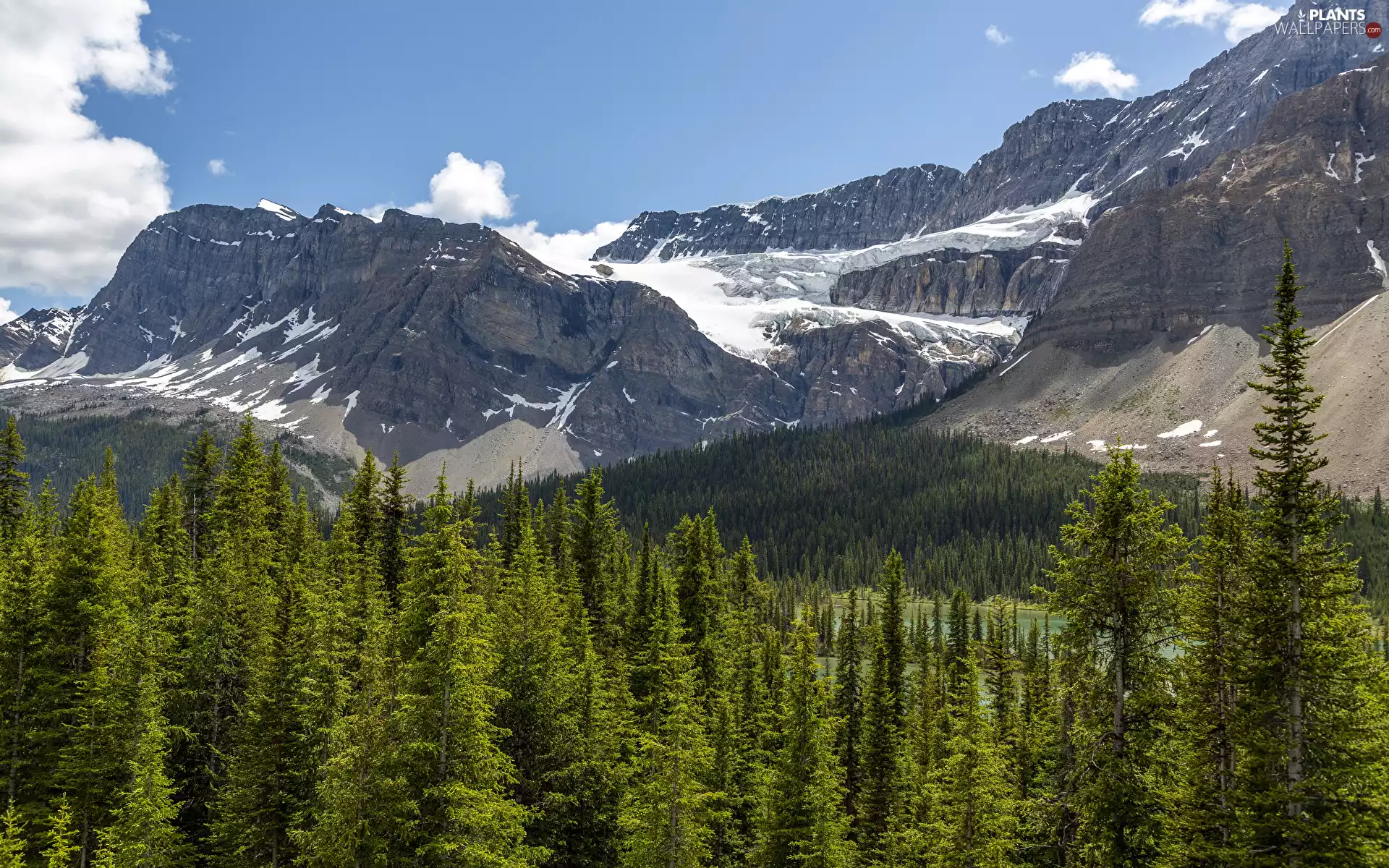 woods, Mountains, snow, Alberta, trees, Banff National Park, rocks, Canada, Crowfoot Glacier, viewes