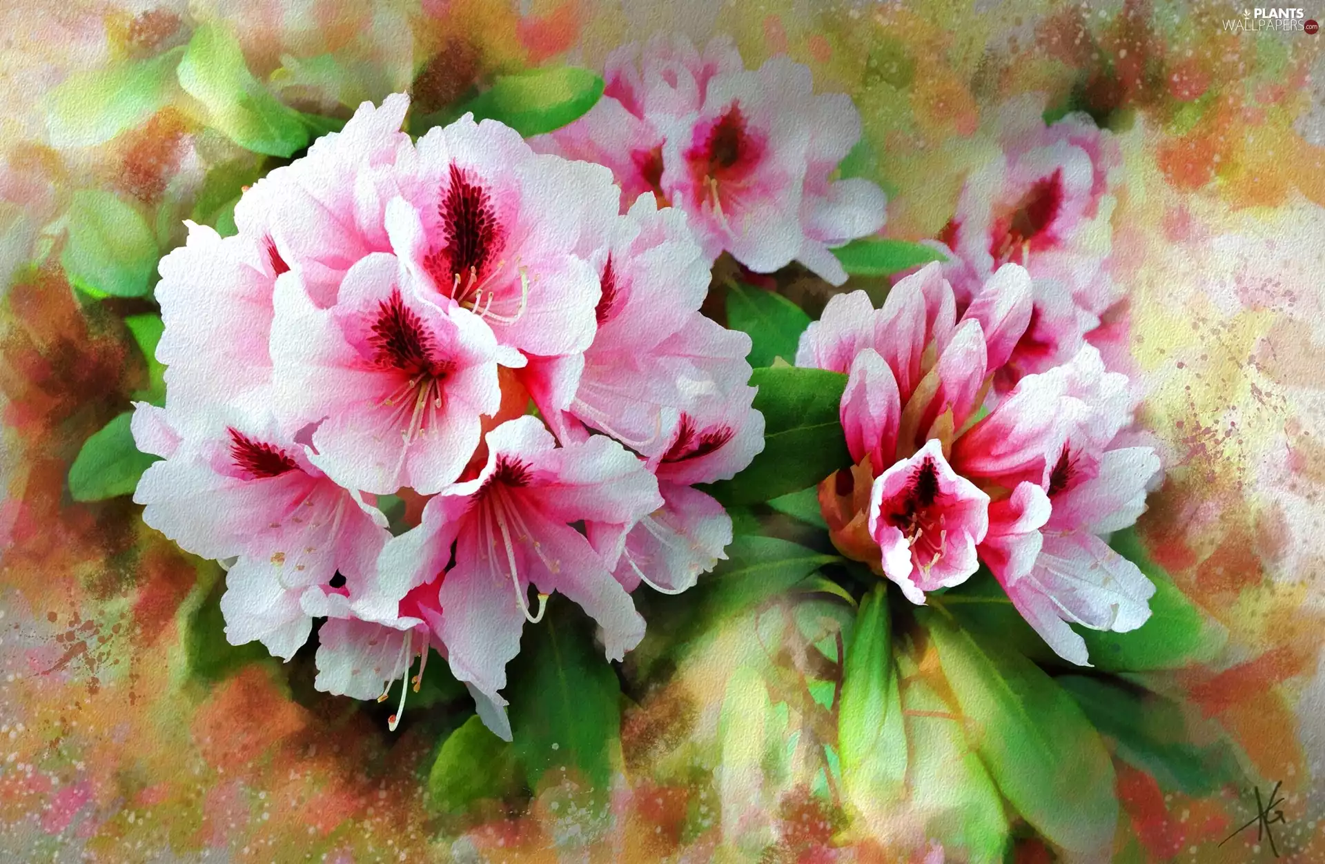 Flowers, rhododendron, picture, Alberto Guillen, watercolor, rhododendron