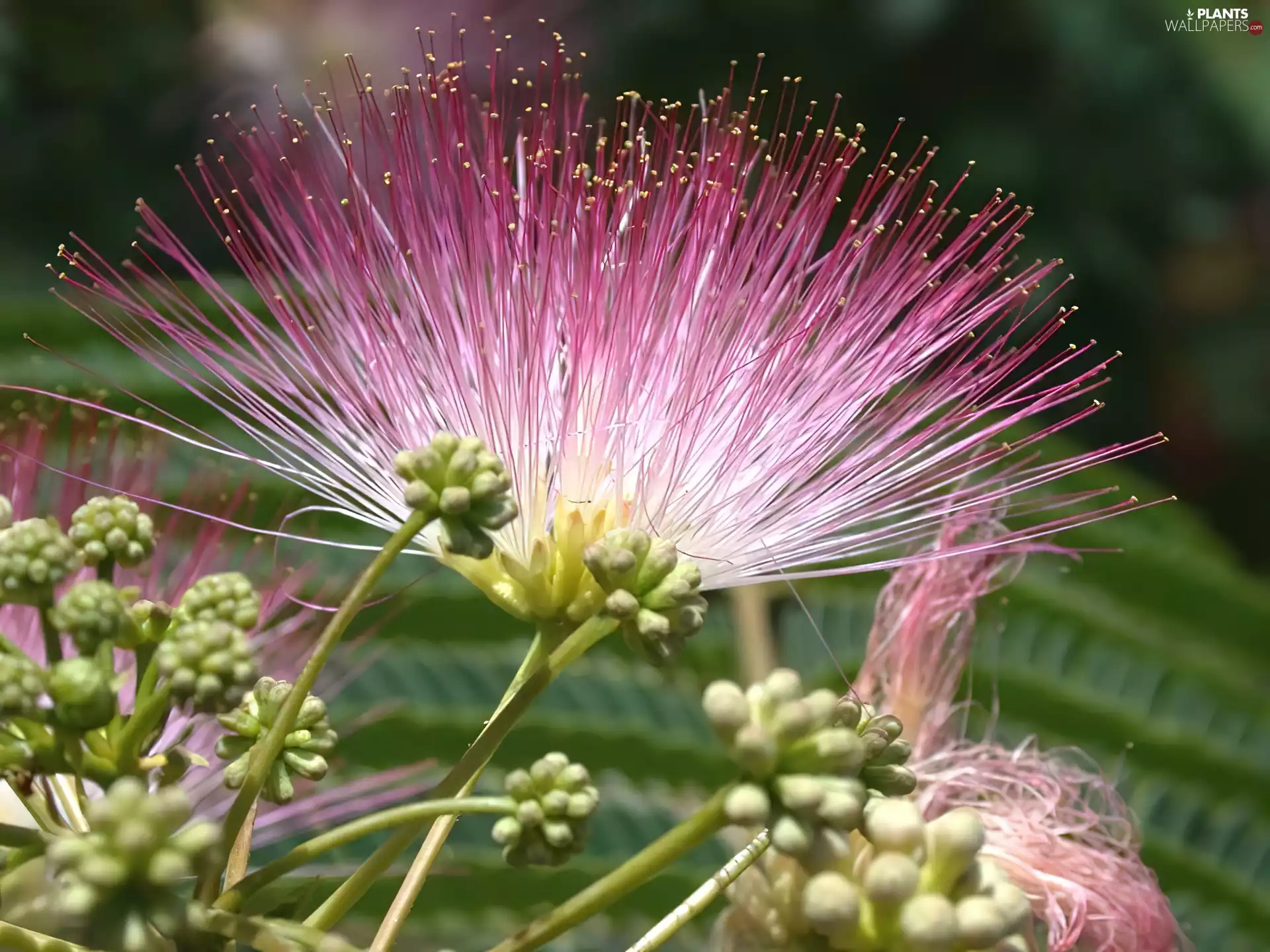 silk, Colourfull Flowers, Albizia