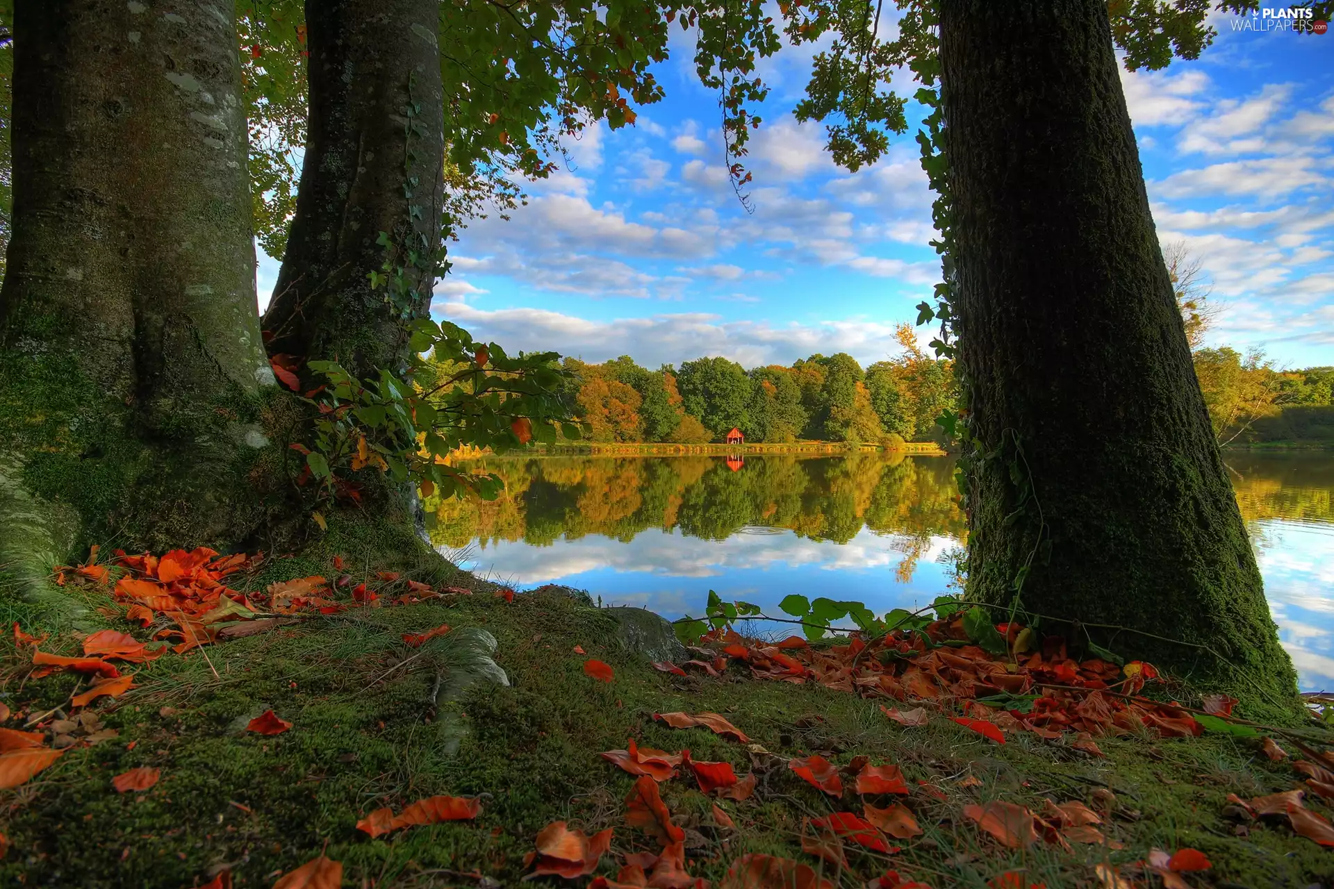 Leaf, trees, lake, alcove, autumn, viewes