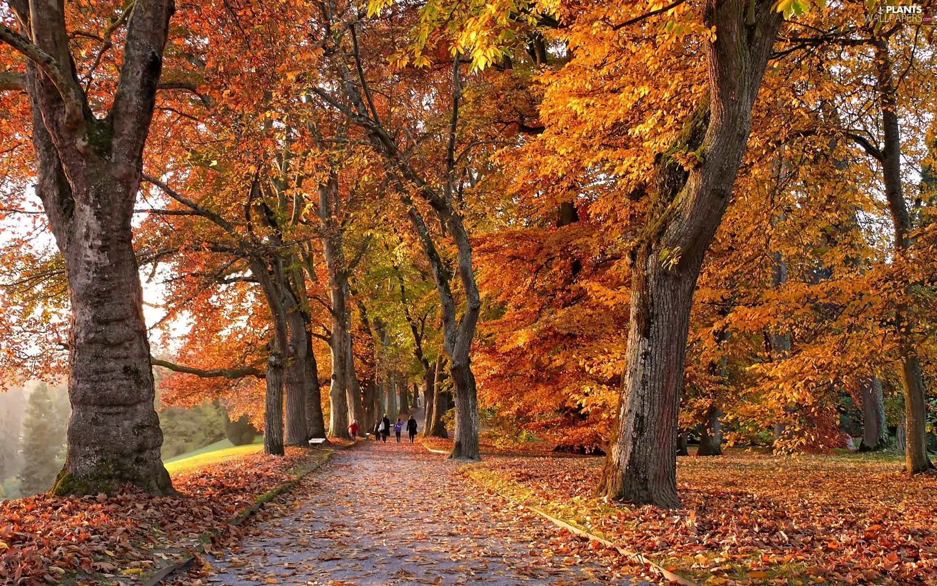 trees, Park, color, alley, autumn, viewes, Leaf