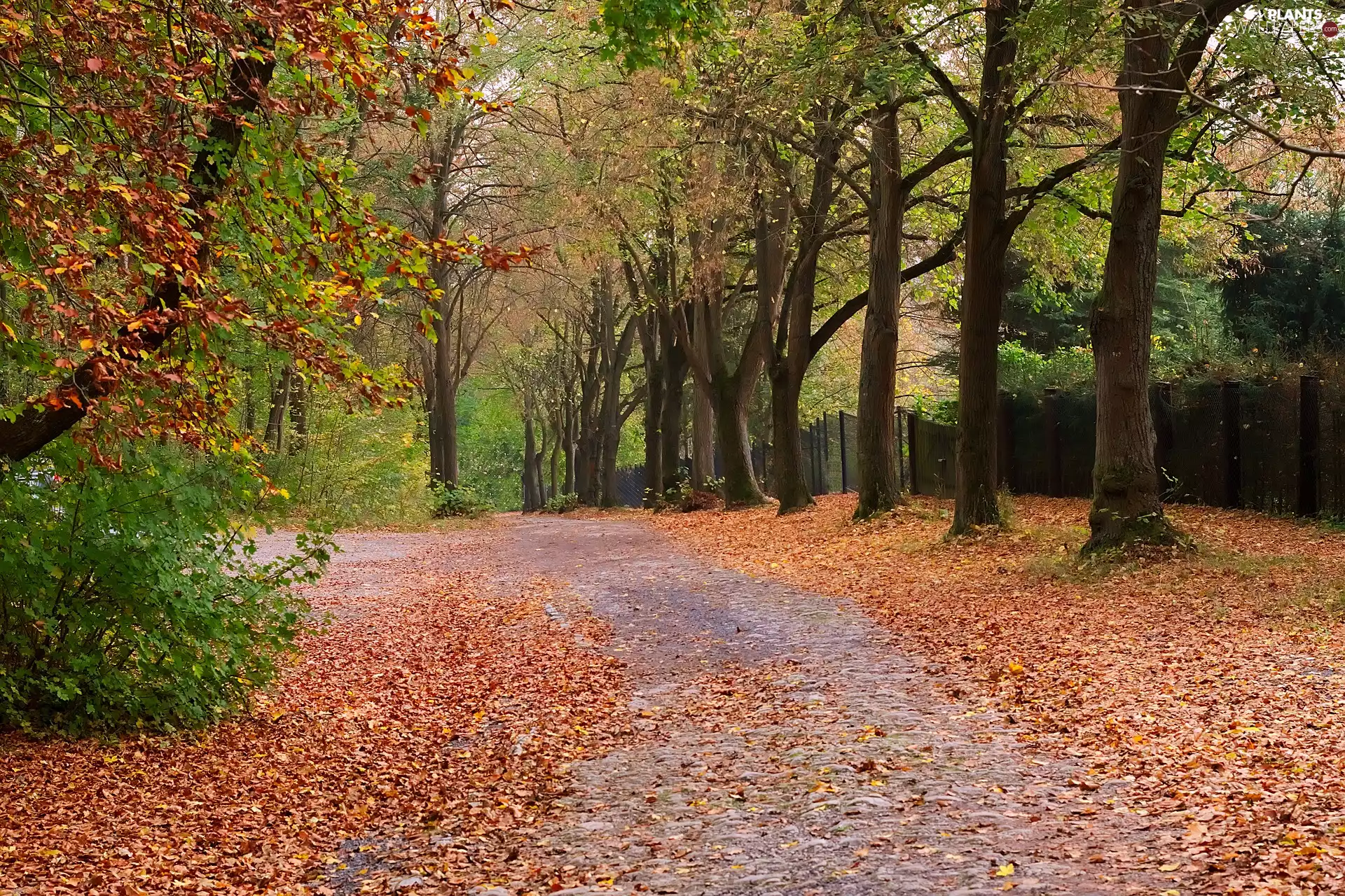 Leaf, autumn, viewes, alley, trees, color