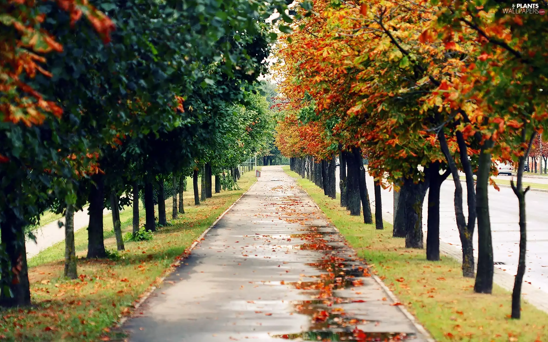 hedge, Park, fallen, alley, autumn, trees, Leaf