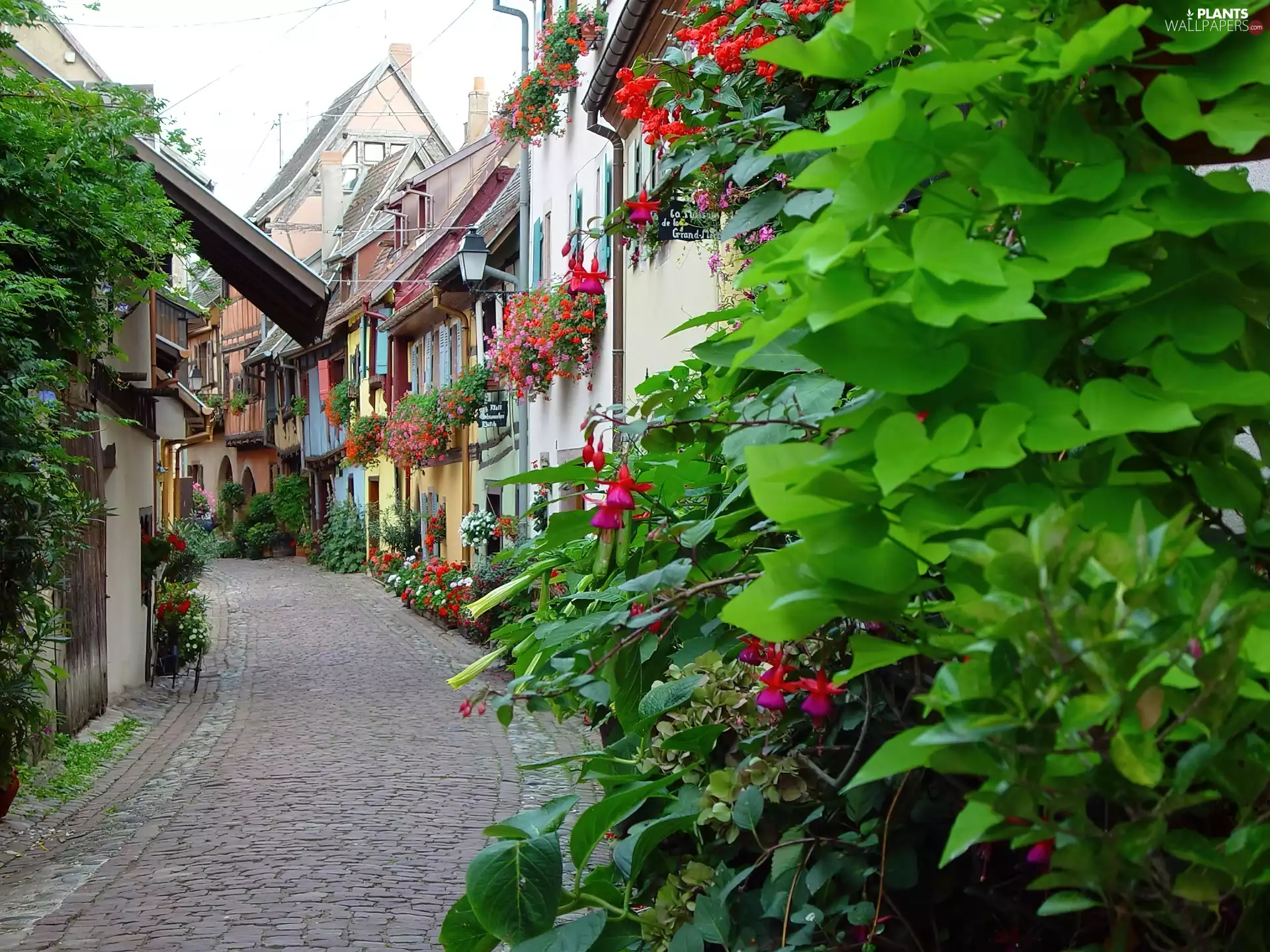 alley, strasbourg, flowered