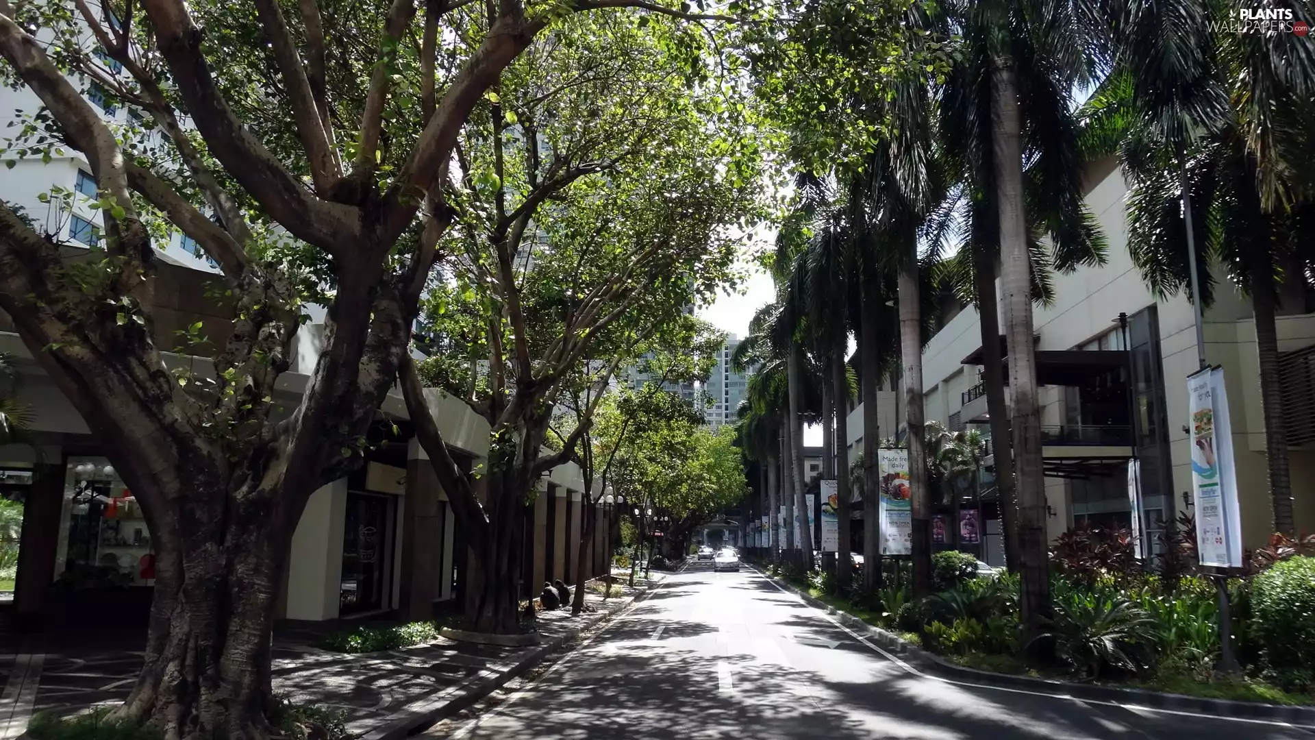 alley, Manila, trees, viewes, flash, luminosity, ligh, sun, Przebijające