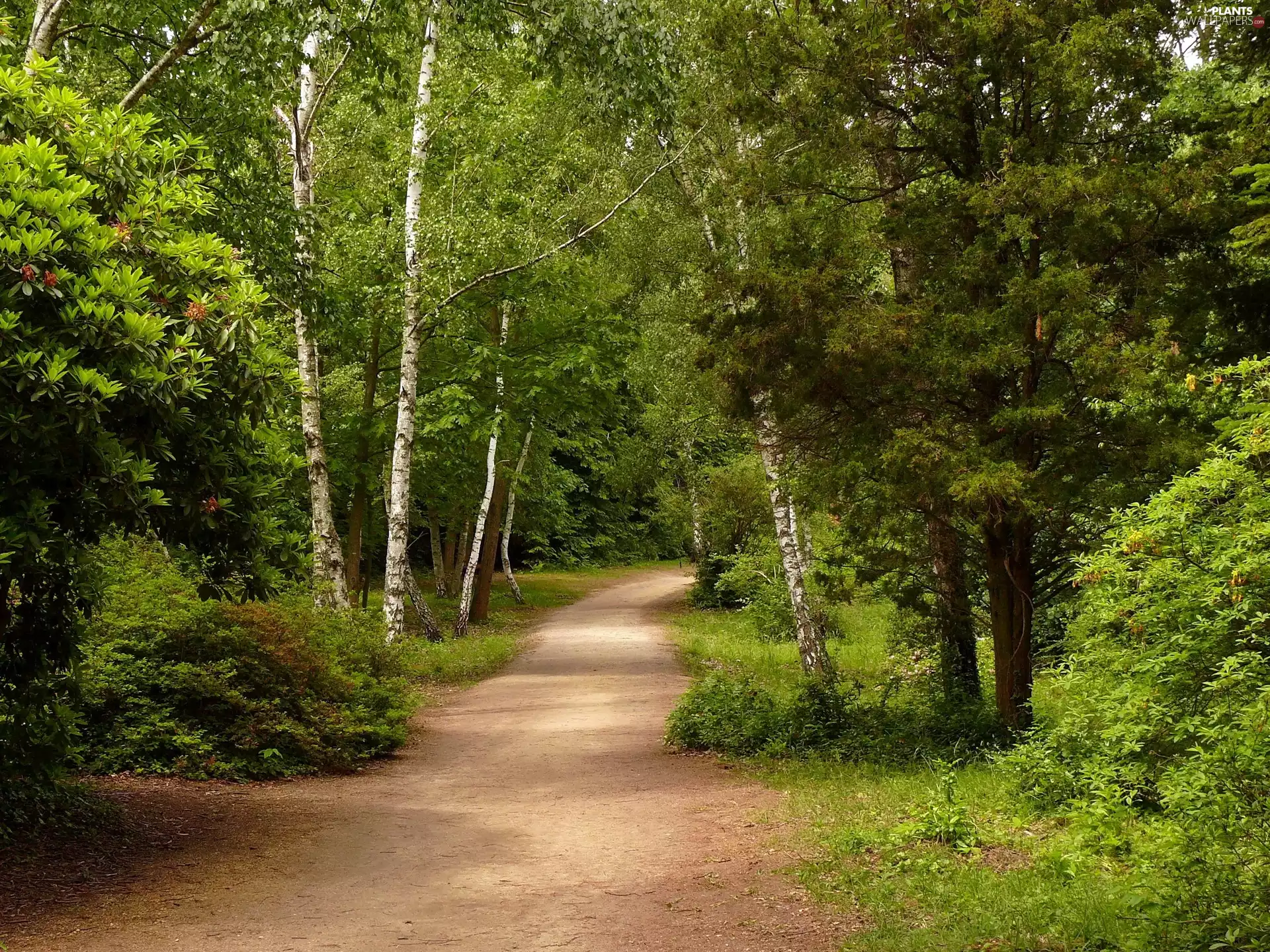 Park, Rhododendrons, birch, alley