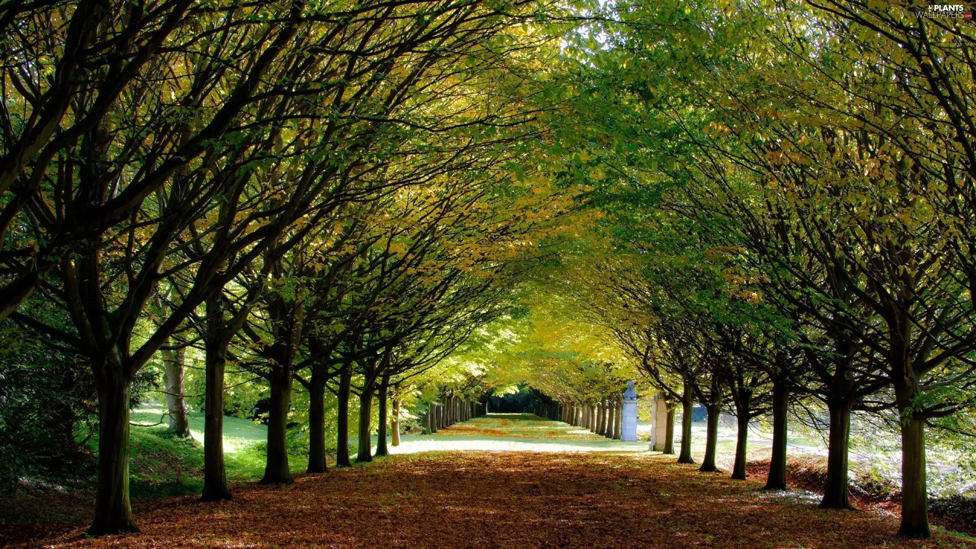 Park, trees, viewes, alley