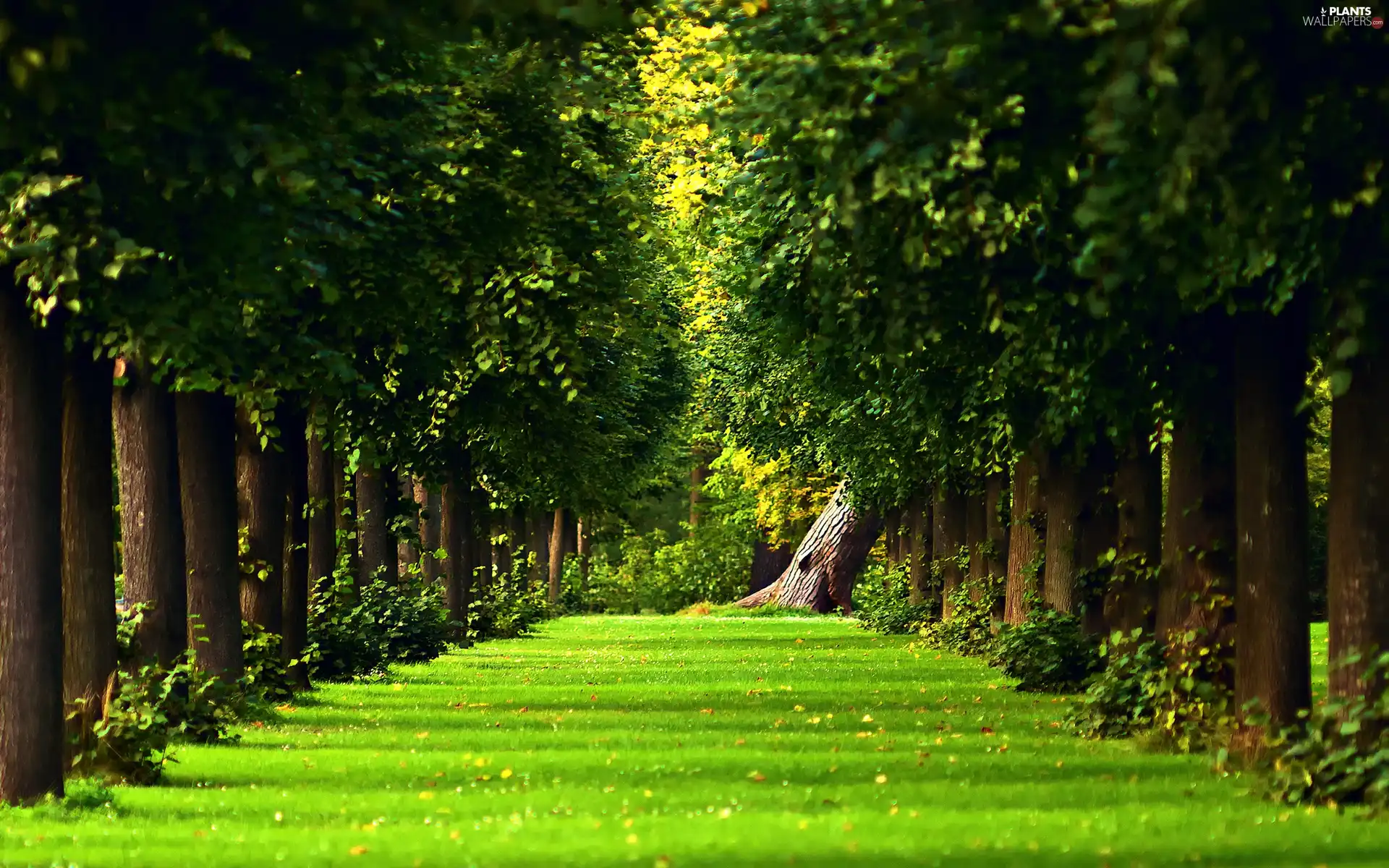 trees, grass, alley, viewes