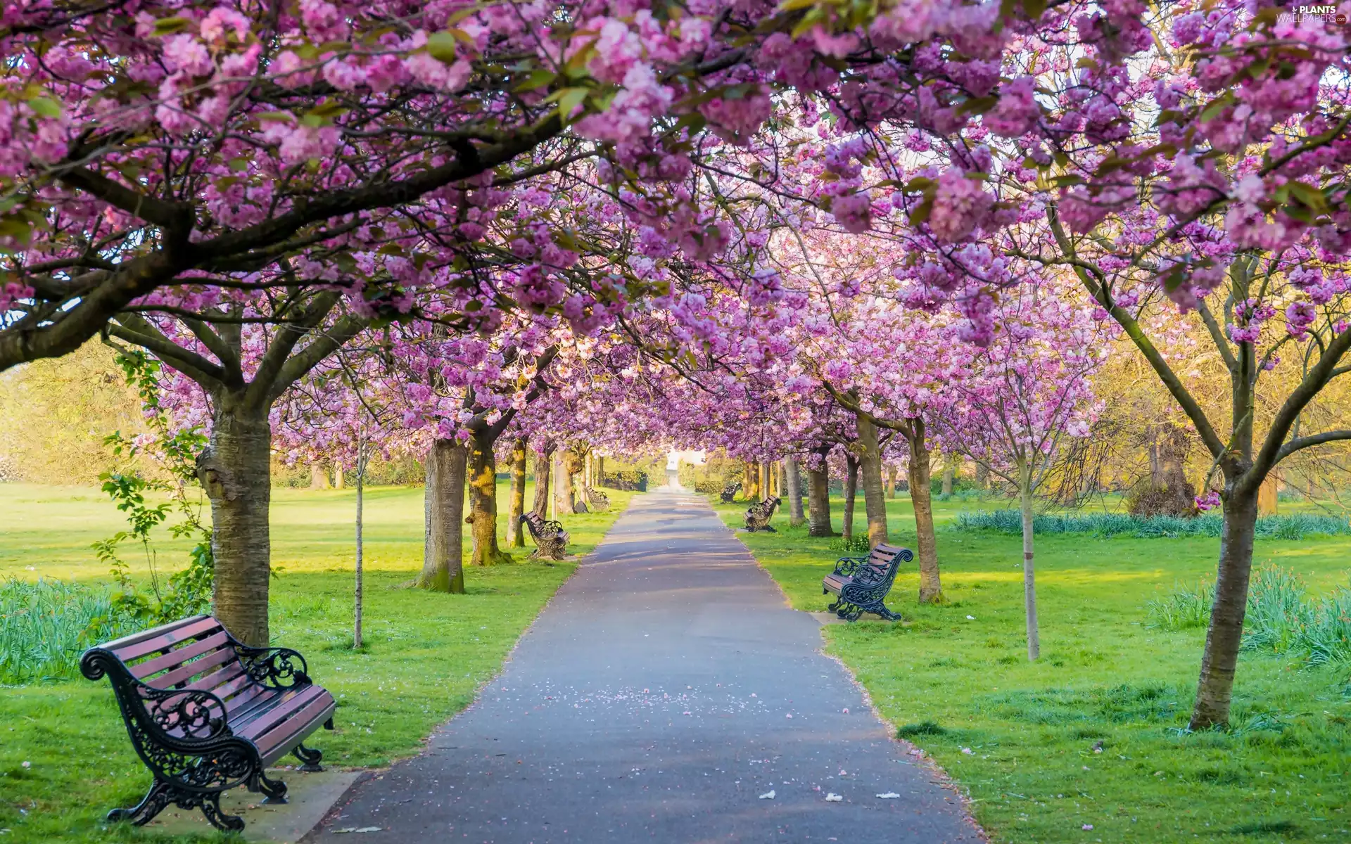 flourishing, bench, viewes, alley, Park, trees, Spring