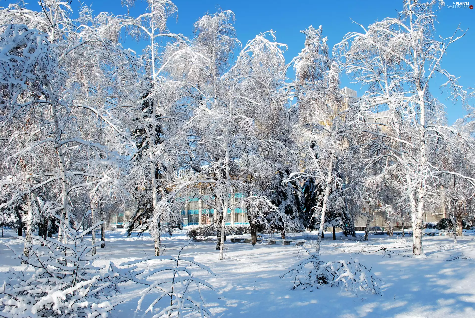 Park, bench, winter, Alleys