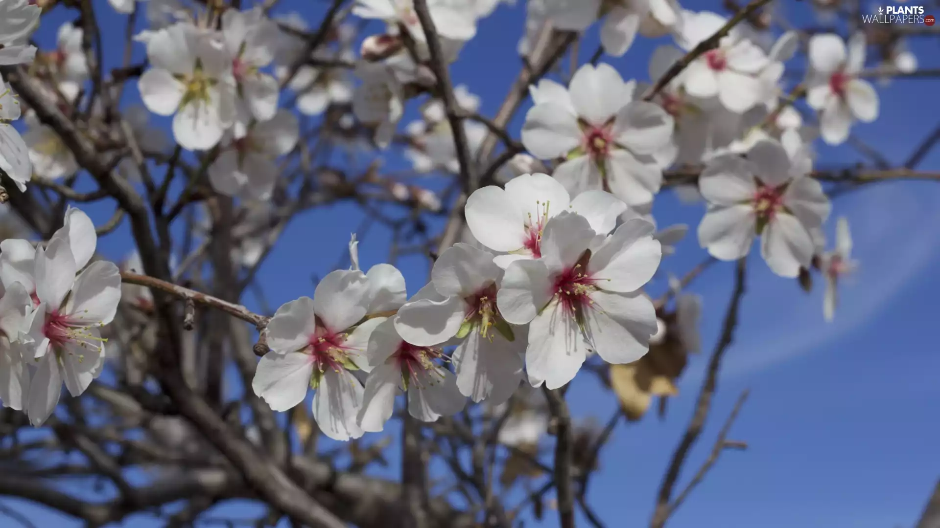 Plum Almonds, flourishing, Fruit Tree