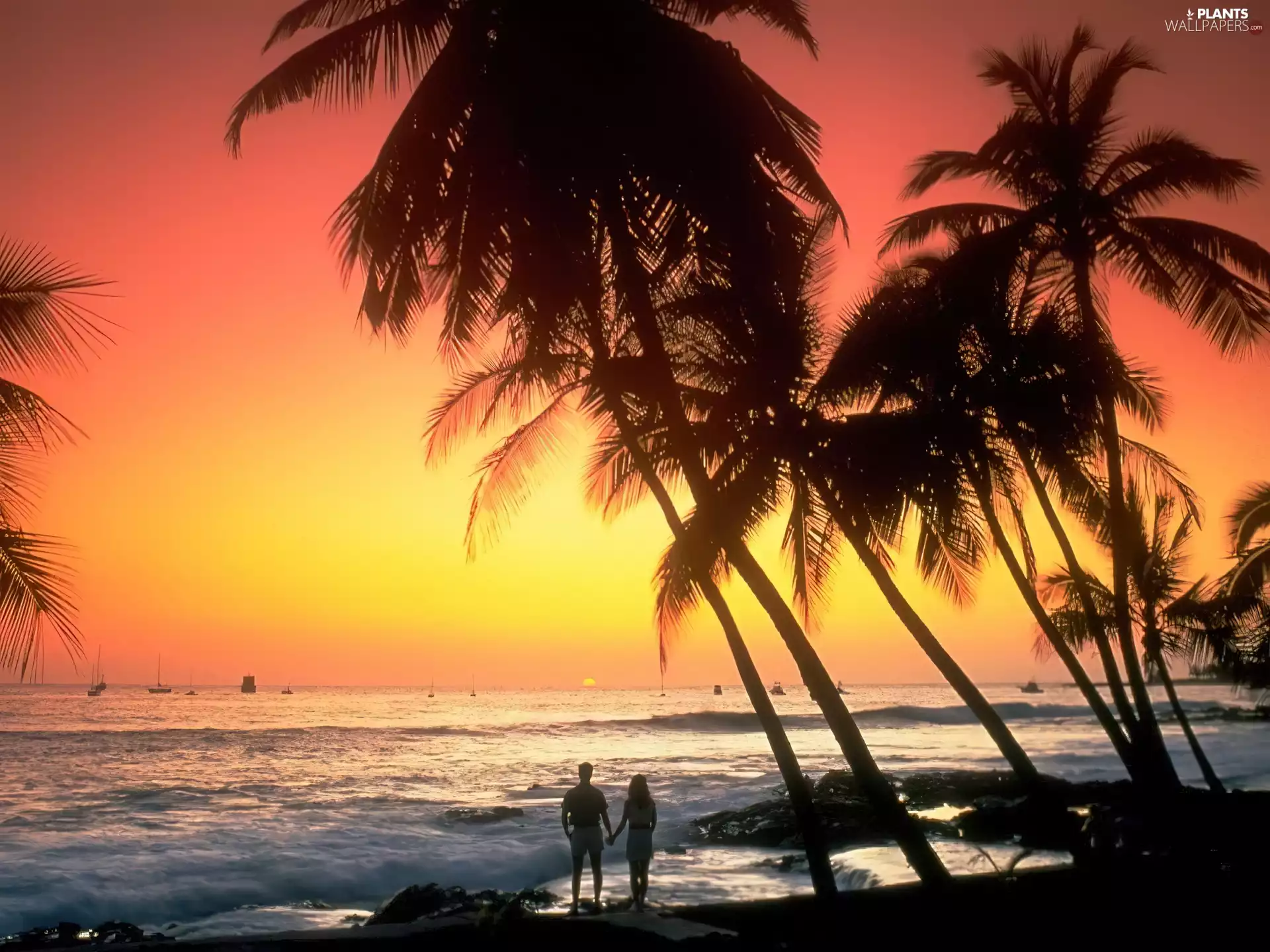 Waves, Aloha State Hawaje, Palms