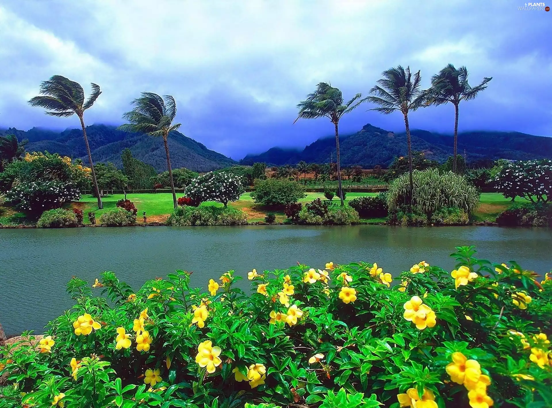 Palms, Aloha State Hawaje, River