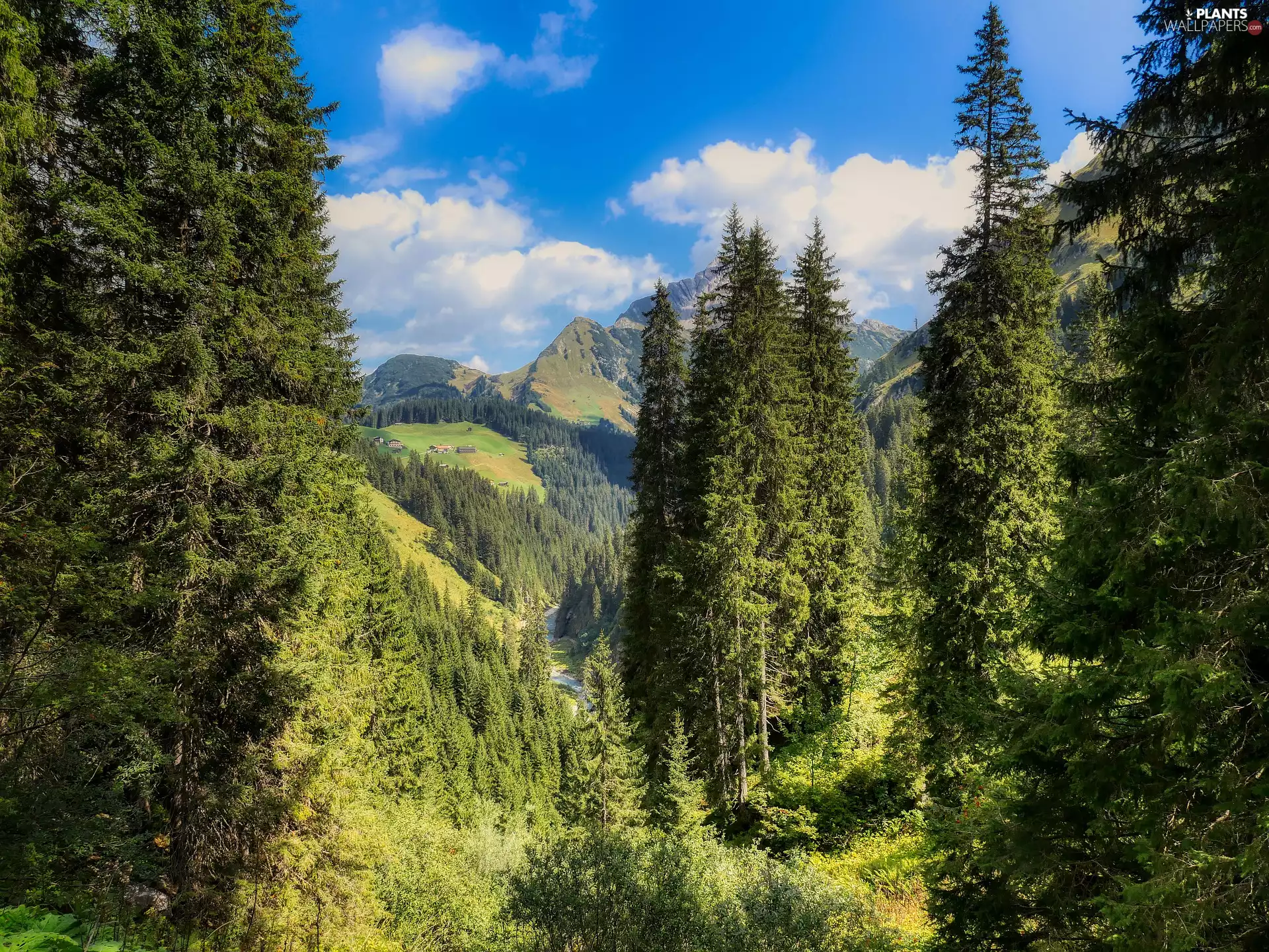 forest, Valley, Austria, Mountains, Tirol, viewes, trees, Alps