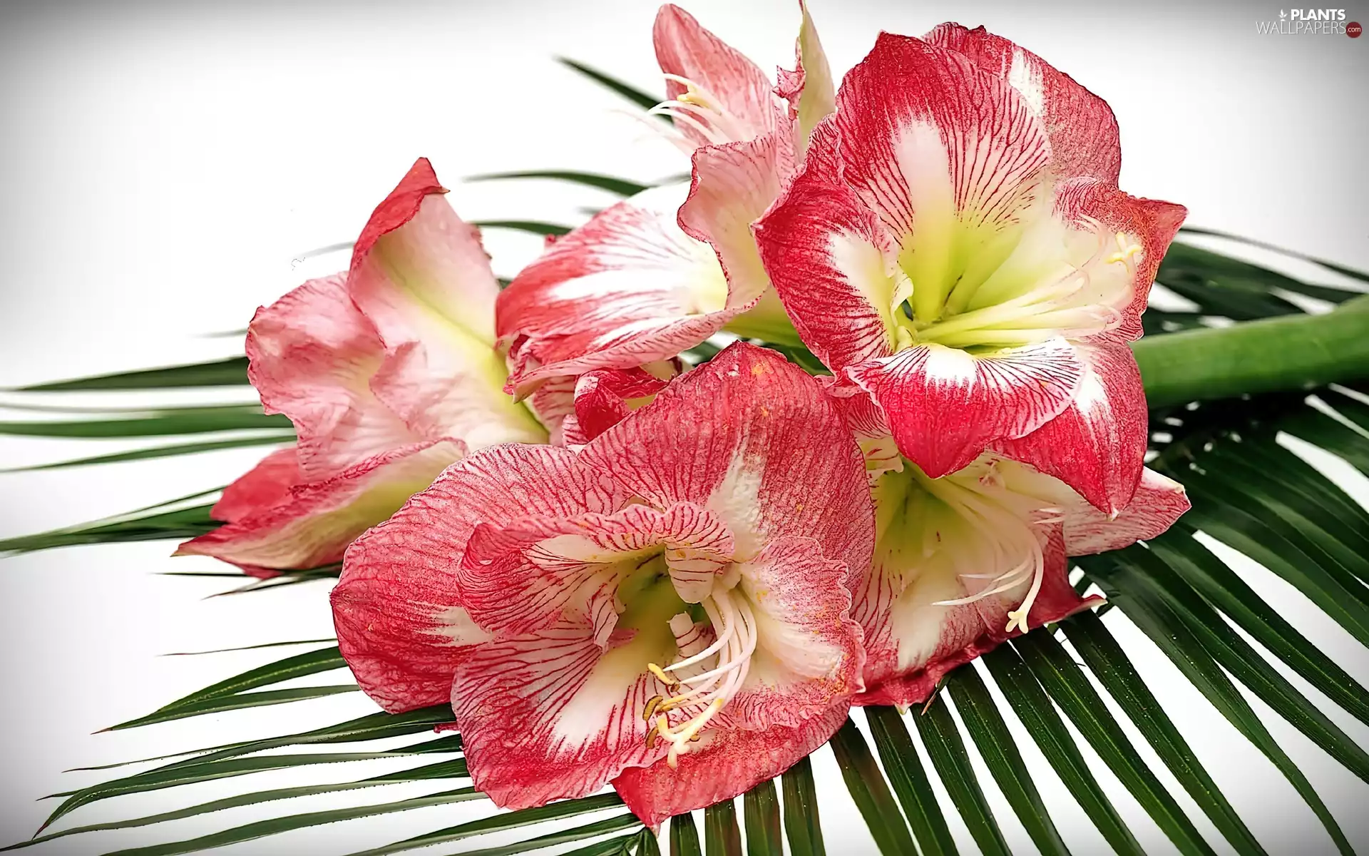 Beatyfull, leaf, Palms, amaryllis