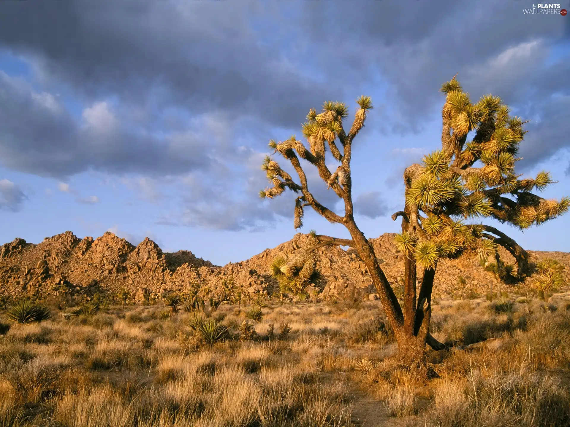 Joshua, Park, america, North, California, national