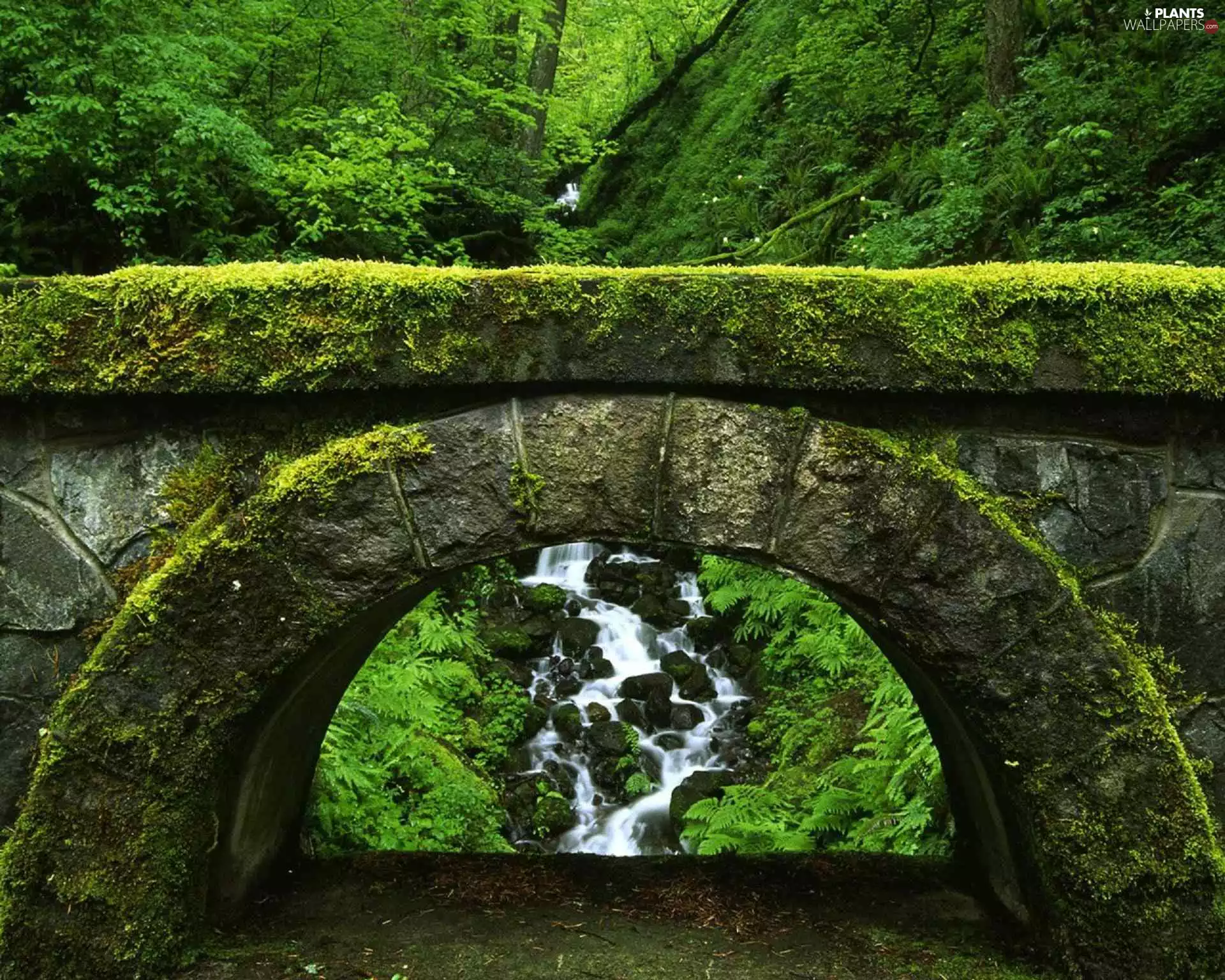 brook, green, bridge, among
