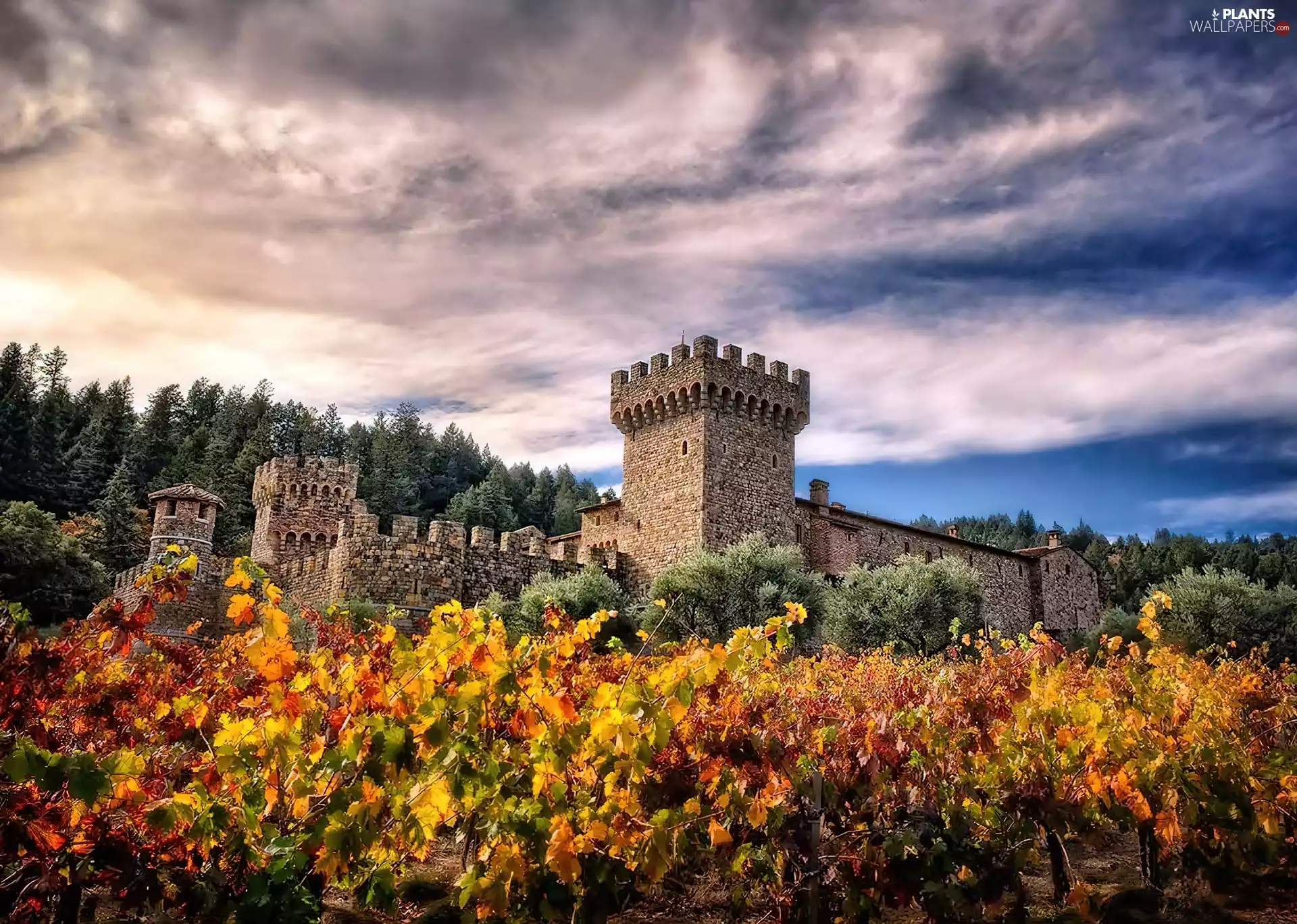 Valley, California, Di Amorosa, vineyard, Castello, Napa