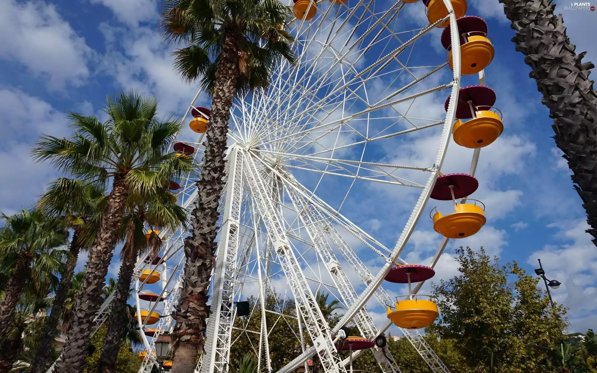 Palms, Amusement Park, Ferris Wheel