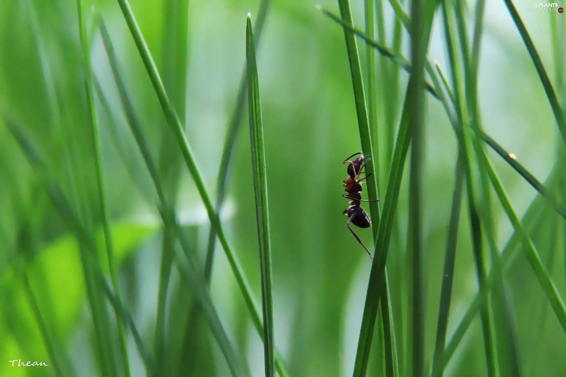 ant, stalk, grass, an