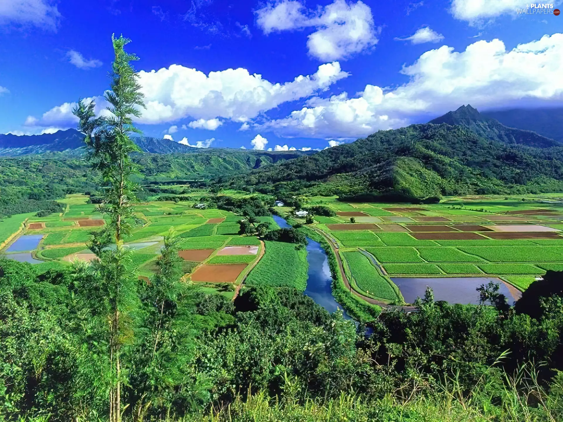 Mountains, Bush, farms and fields, Cloud