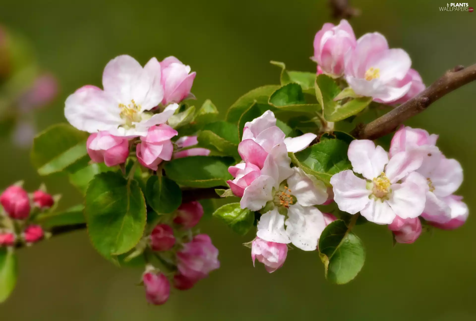 Fruit Tree, white and pink, Flowers, branch