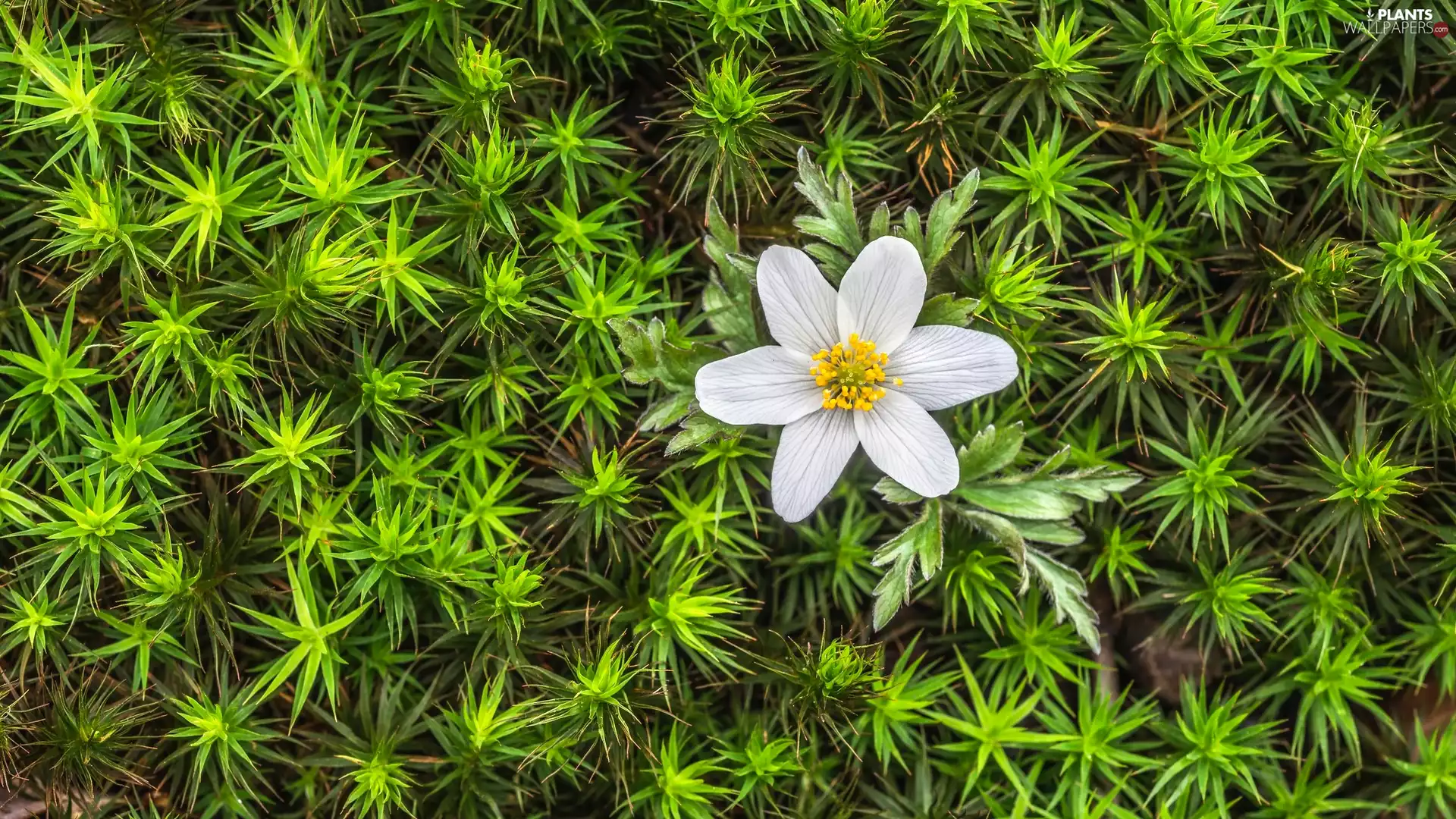 Moss, rapprochement, White, anemone, Colourfull Flowers