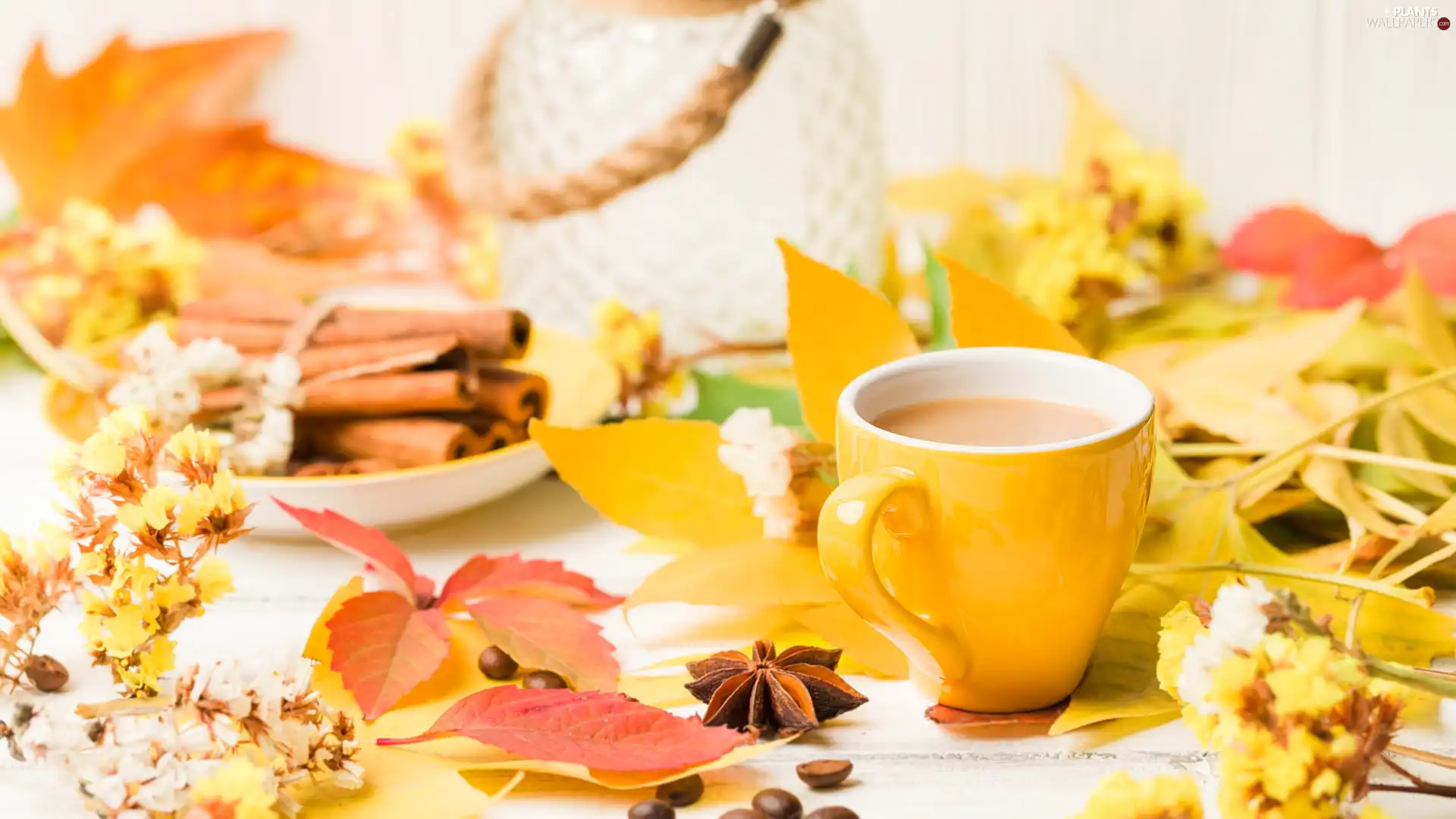 coffee, Yellow, cinnamon, anise, Leaf, Cup