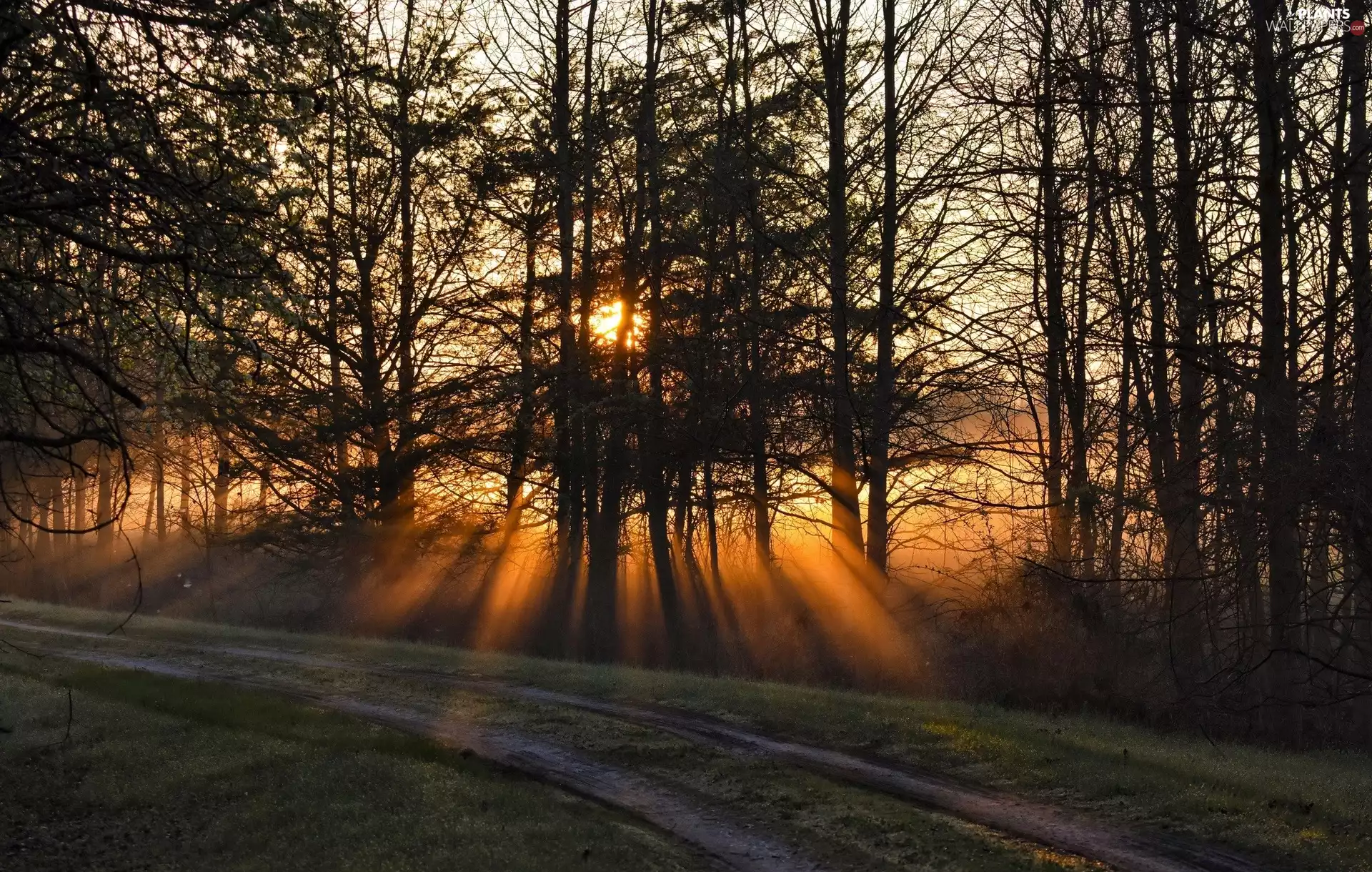Bacon Ridge Park, Maryland State, Way, Annapolis City, The United States, forest, light breaking through sky