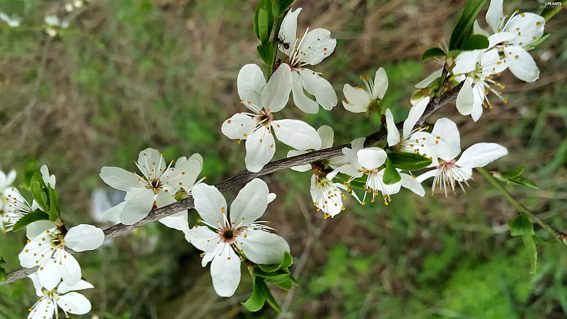 fruit, ant, trees, viewes, twig