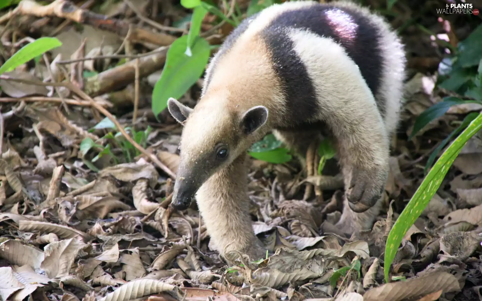 anteater, Leaf