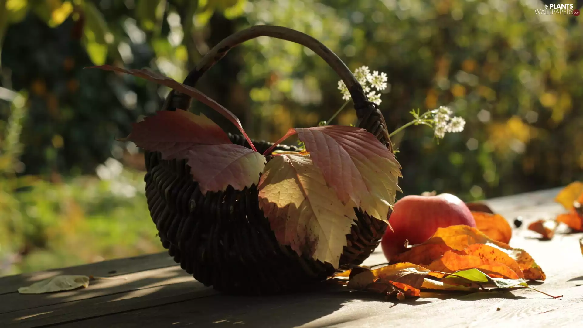 Leaf, Apple, basket, Autumn, wicker