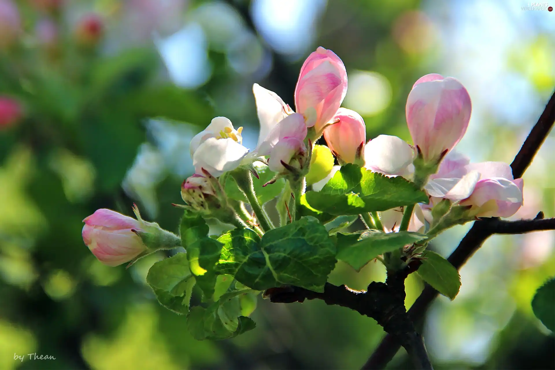 donuts, Blossoming, apple-tree