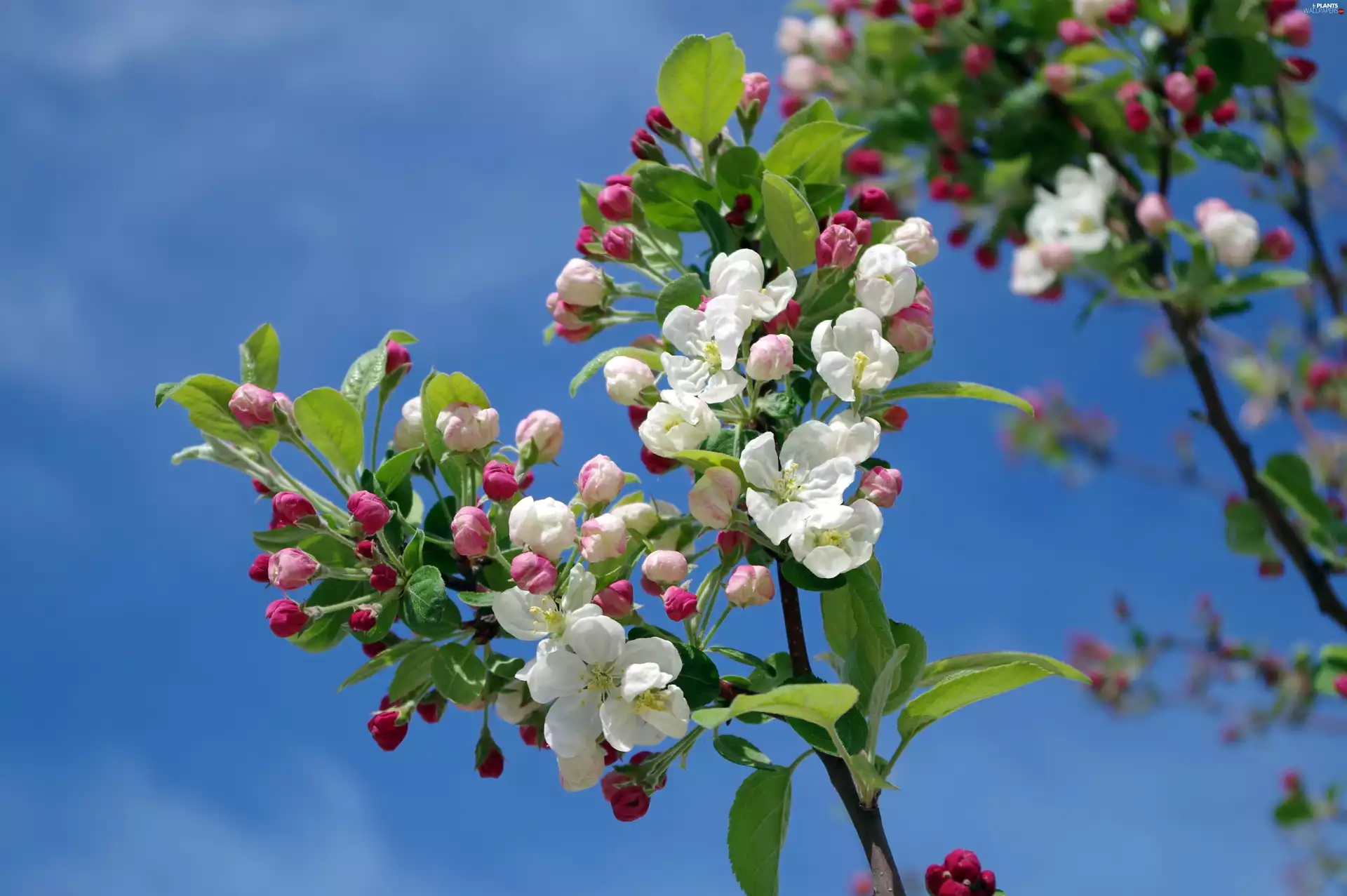 Flowers, twig, leaves, apple