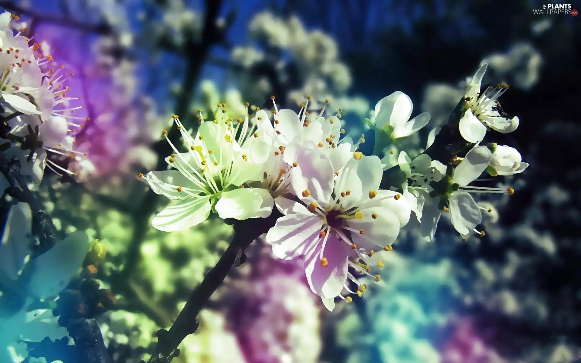 Flowers, flakes, rods, apple