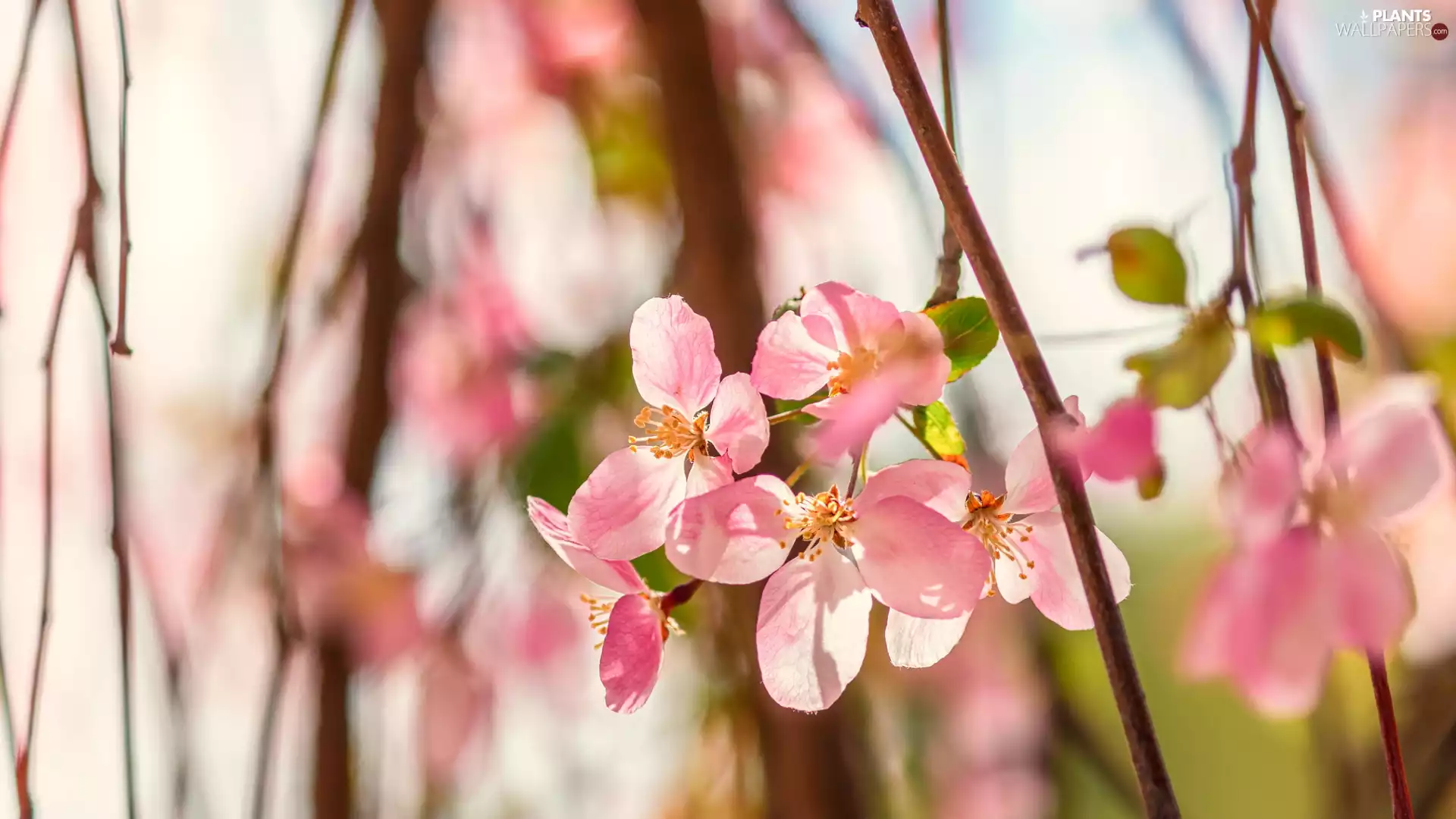 Pink, Fruit Tree, apple-tree, Flowers