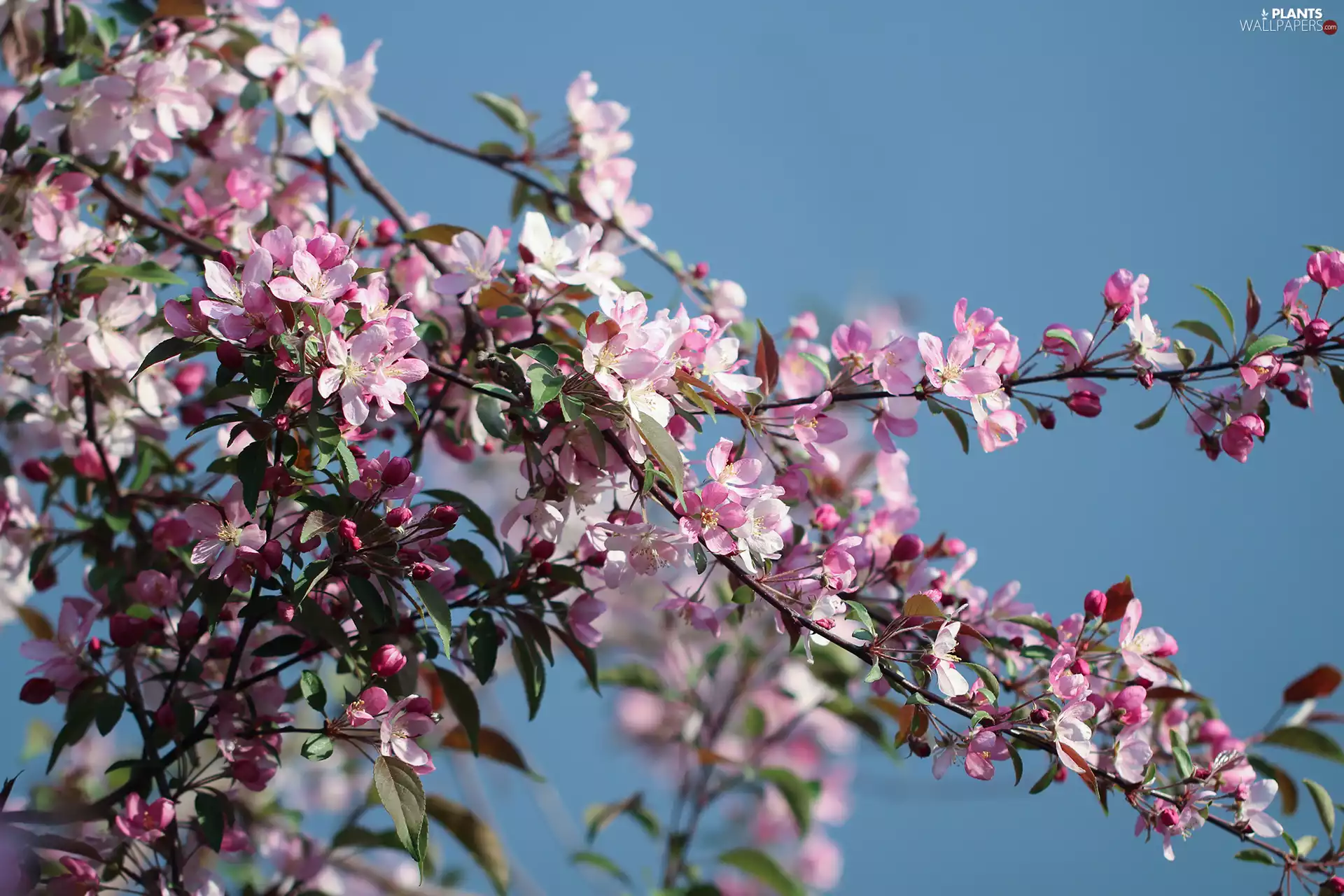Pink, Fruit Tree, Apple tree, Flowers