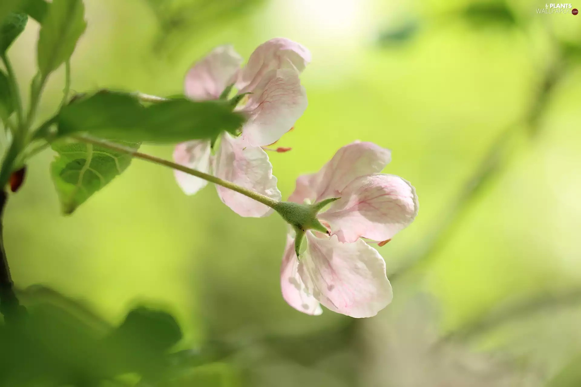 Pink, apple, Fruit Tree, Flowers