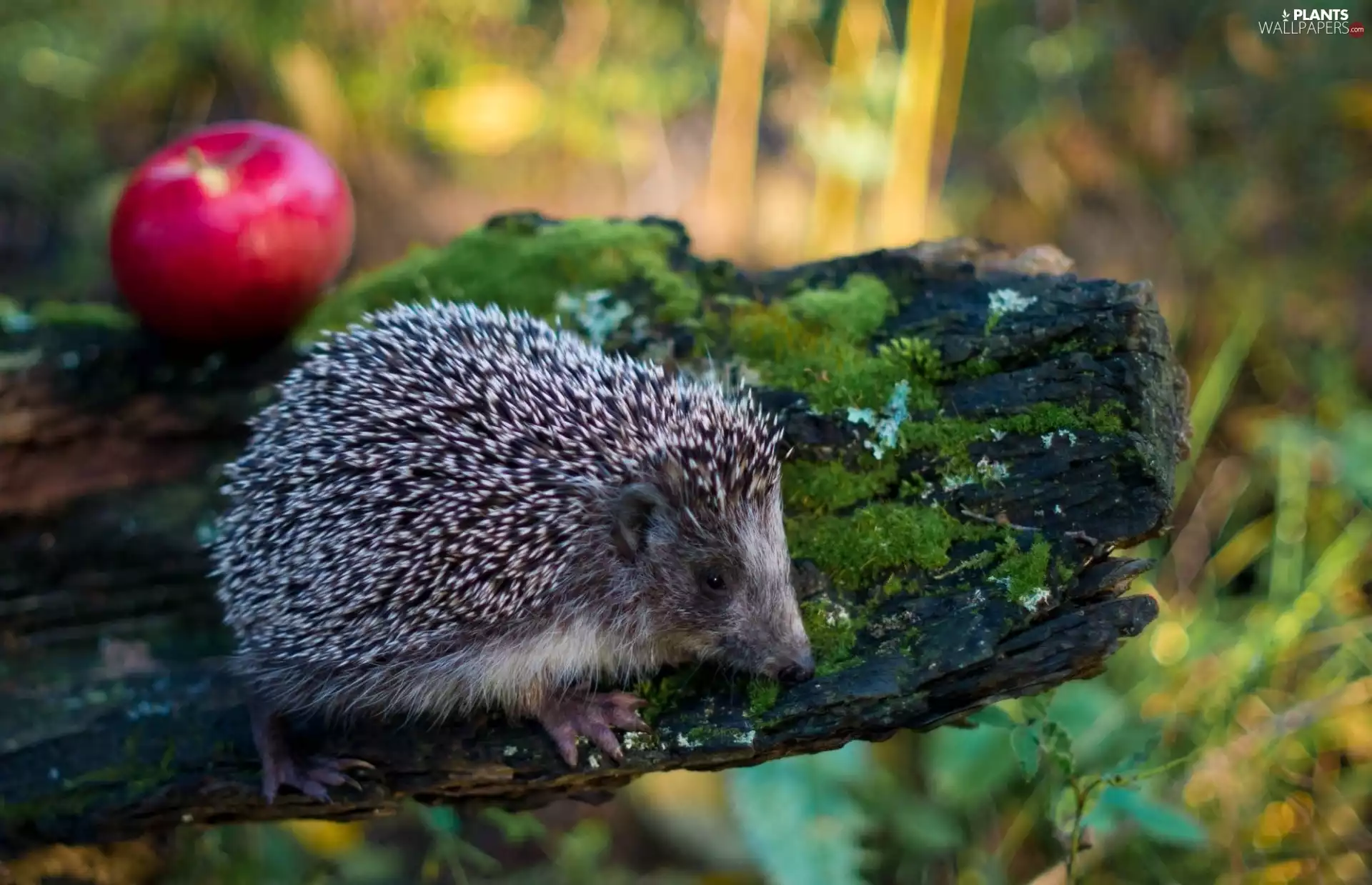 hedgehog, trees, forest, Apple