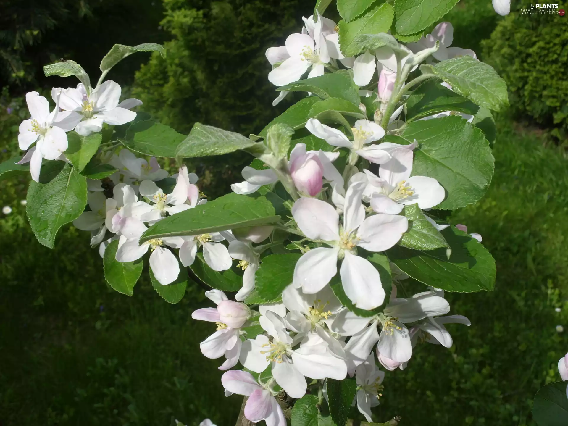 trees, Colourfull Flowers, apple