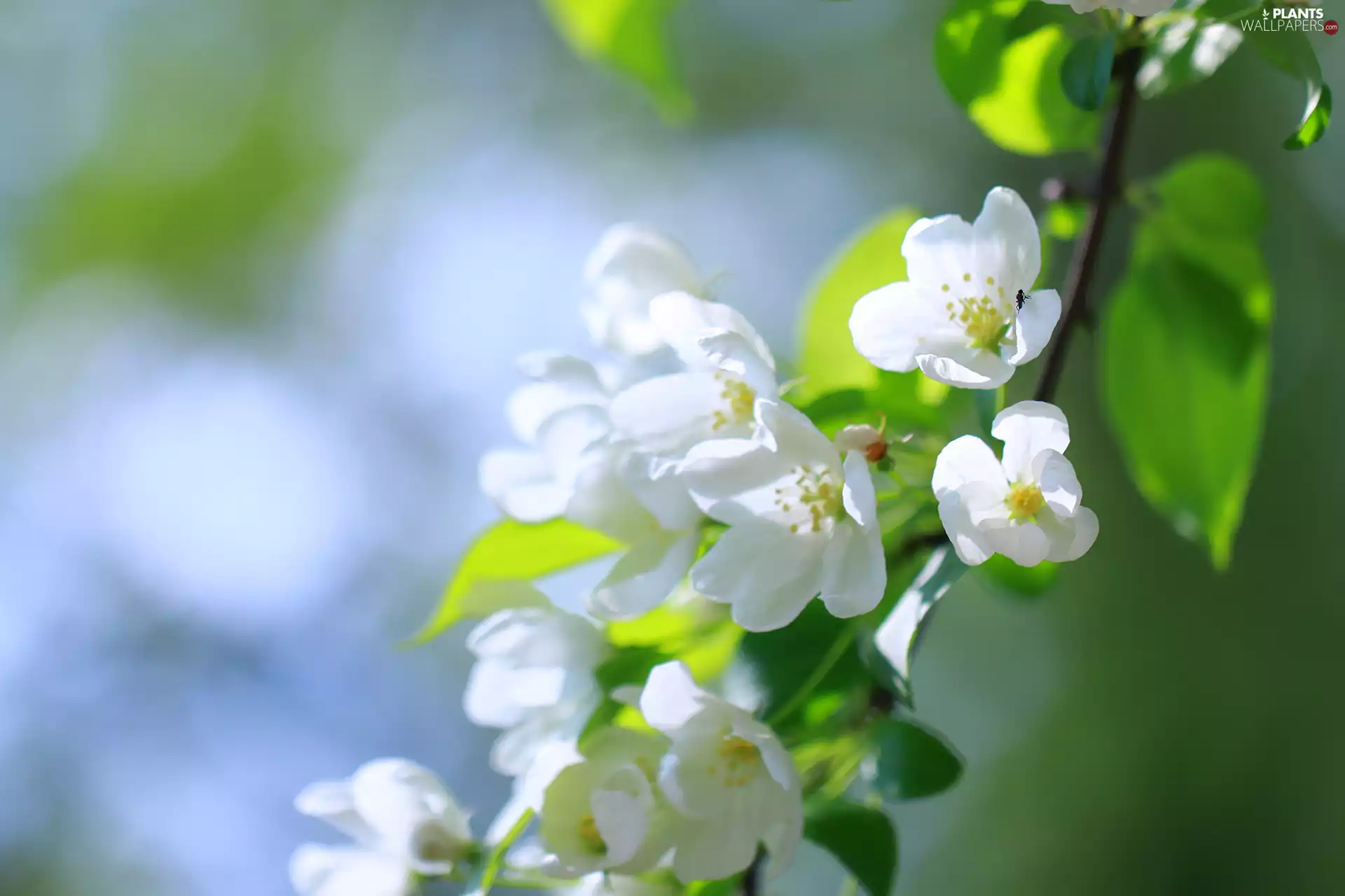 White, Flowers, fruit, apple-tree, trees