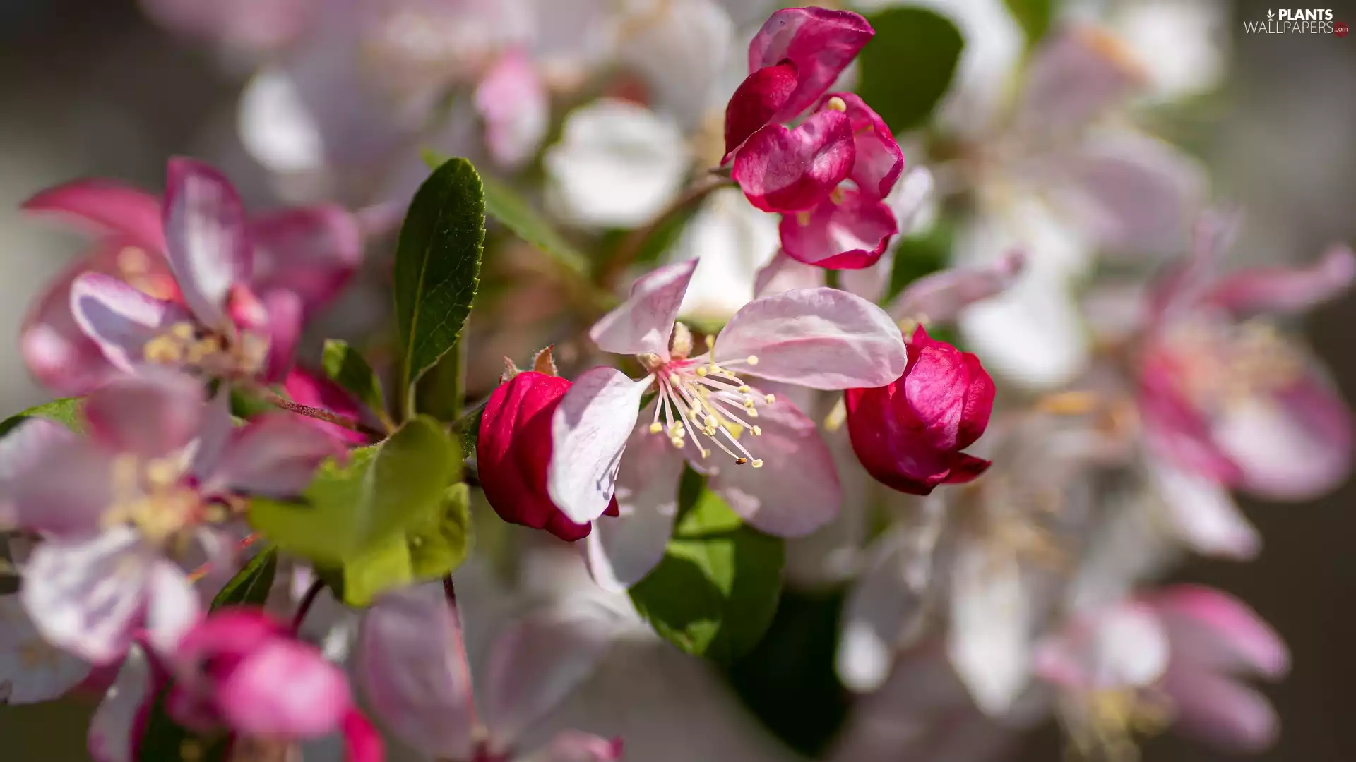 flowery, Fruit Tree, apple-tree, twig